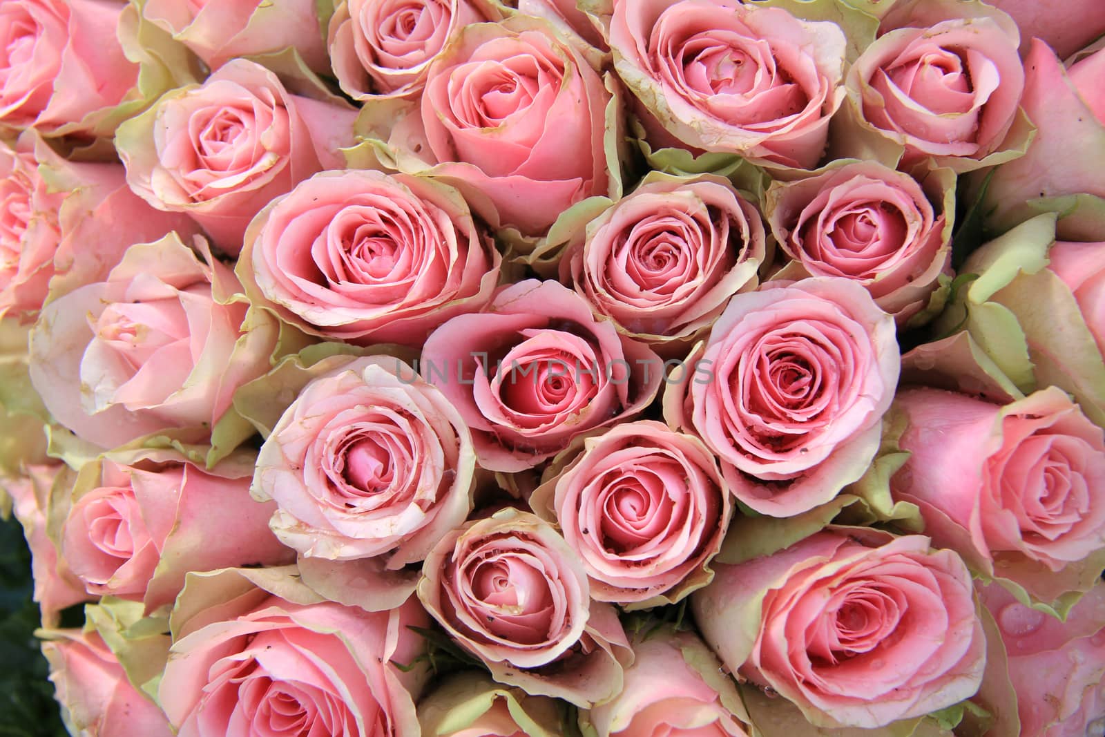 Pink roses in a wedding arrangement by studioportosabbia