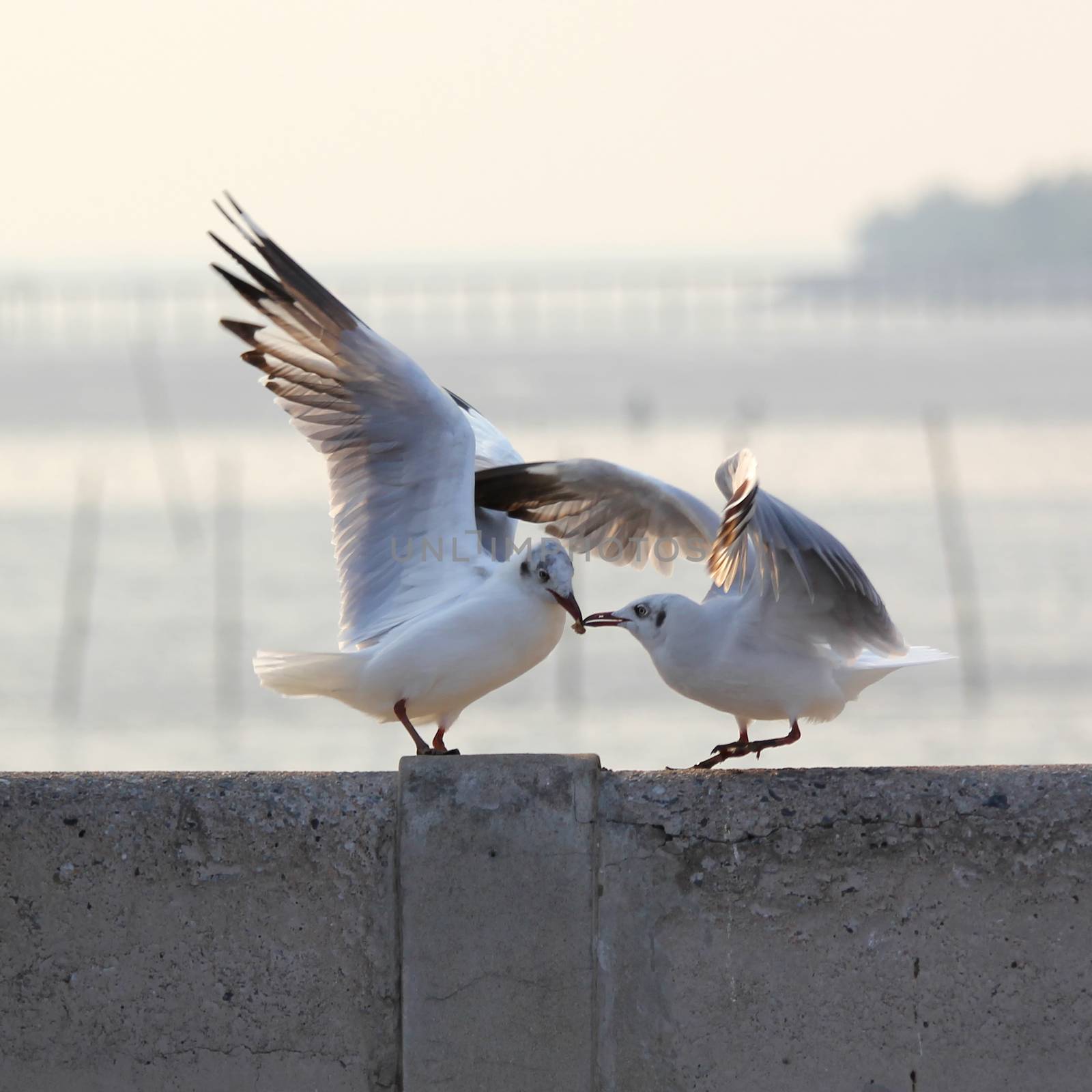 Seagulls fighting for the food