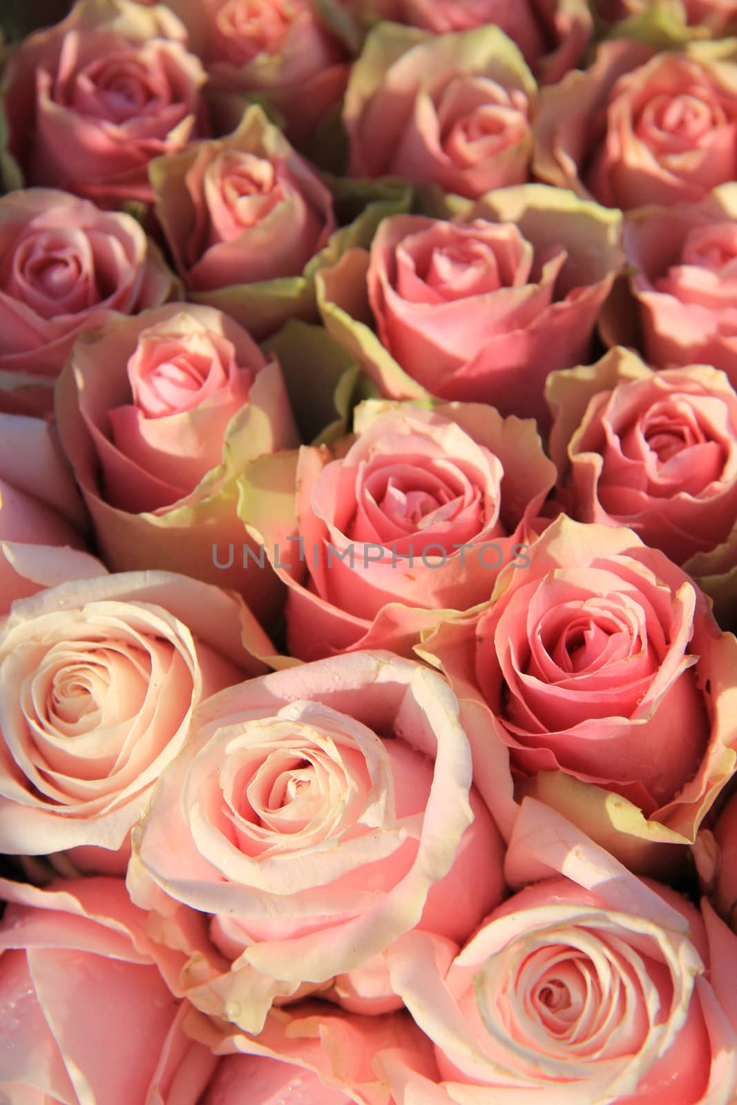 Pink roses in a bridal arrangement by studioportosabbia