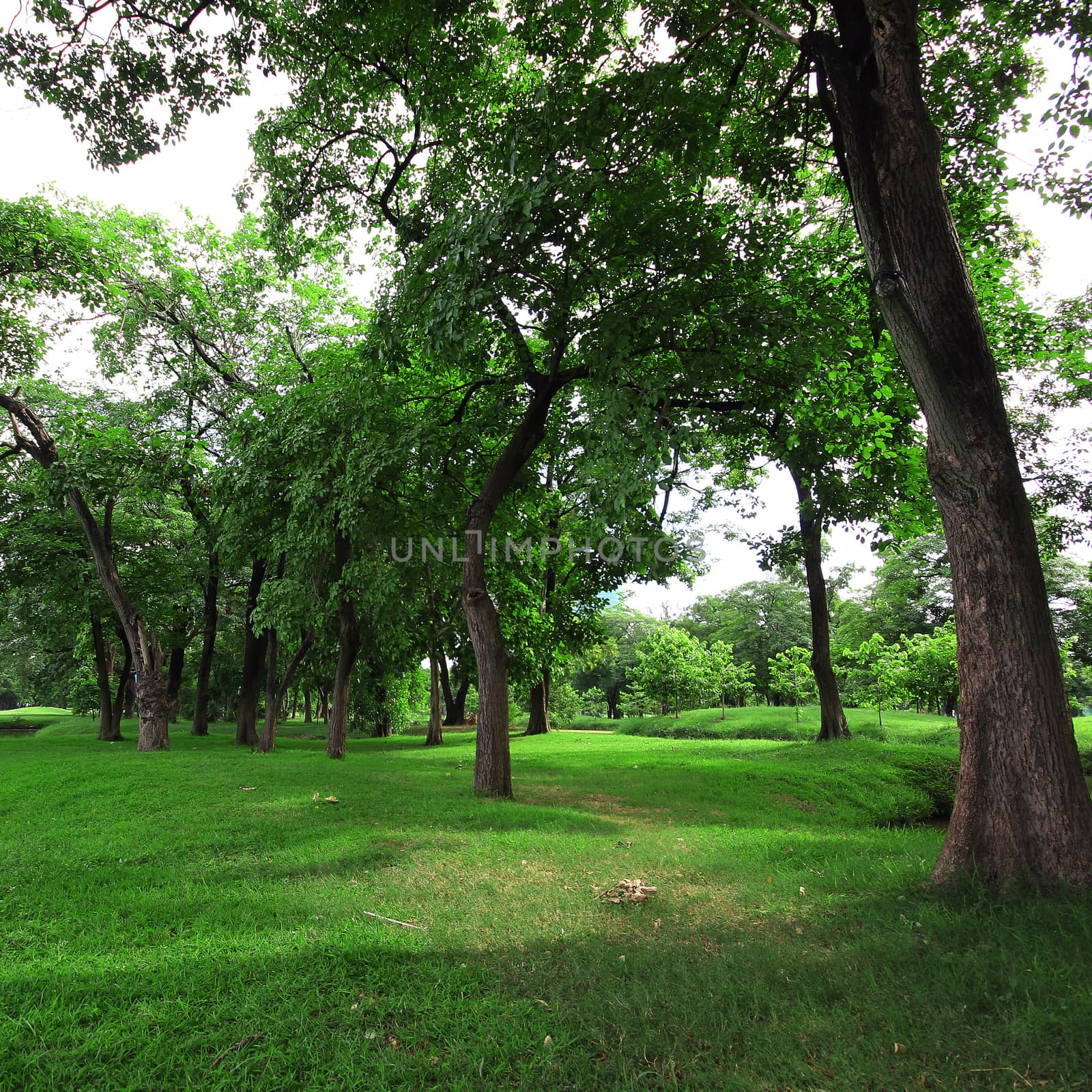 Green tree in the park