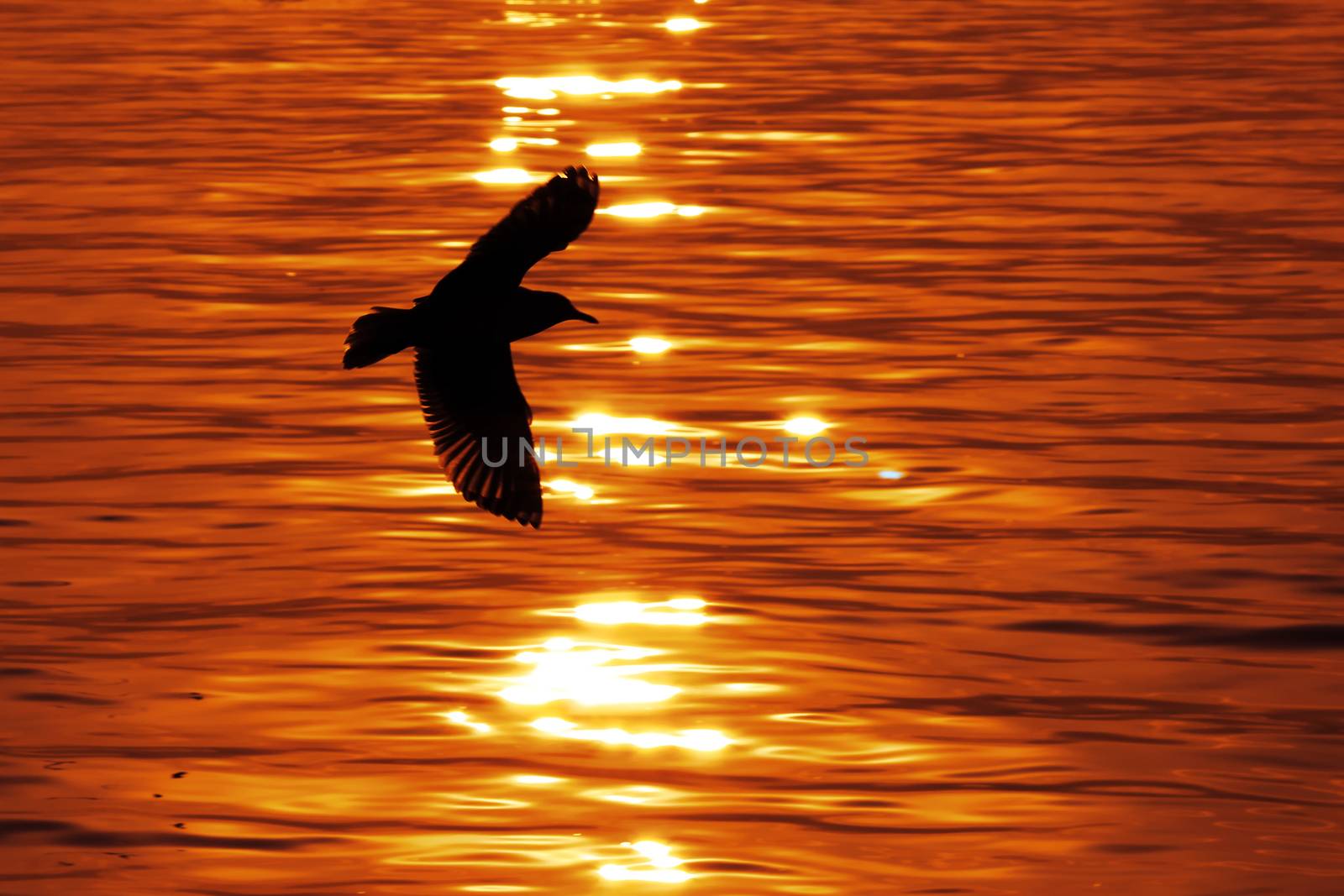 Silhouette of flying seagull at sunset