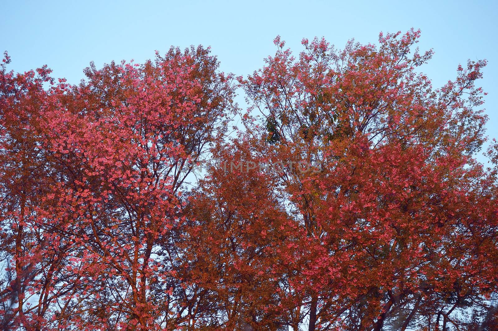 Wild Himalayan Cherry (Prunus cerasoides) in Khun Wang, Doi Inthanon, Chiangmai