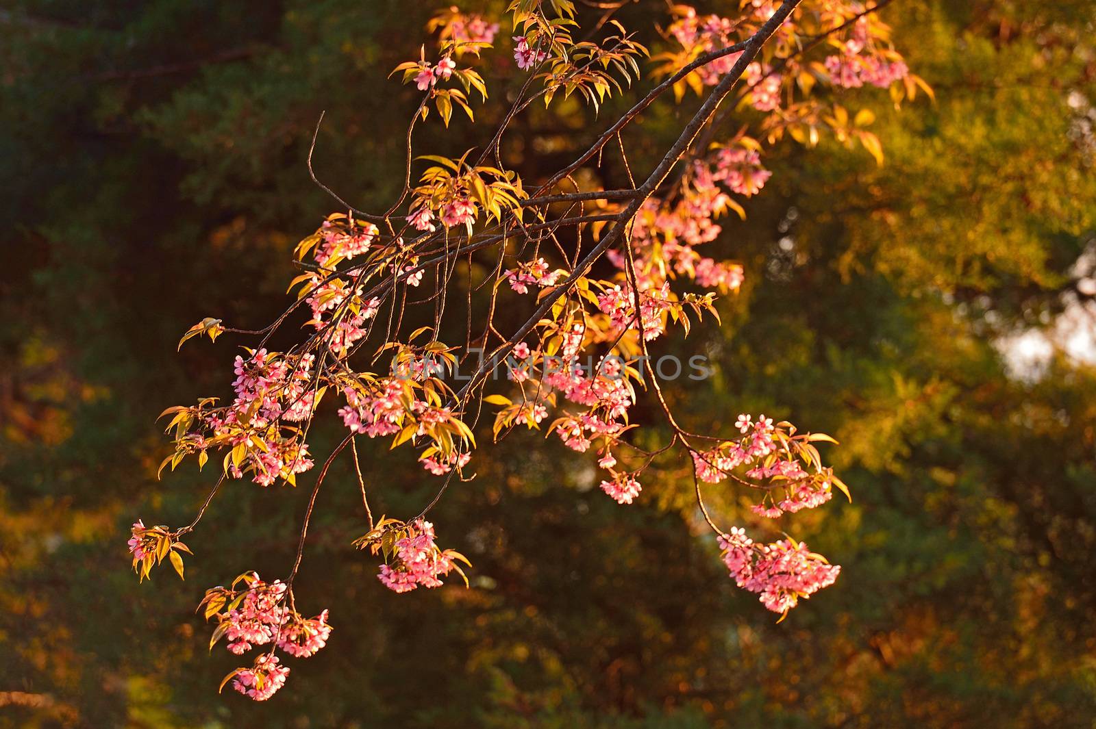 Wild Himalayan Cherry (Prunus cerasoides) in Khun Wang, Doi Inthanon, Chiangmai