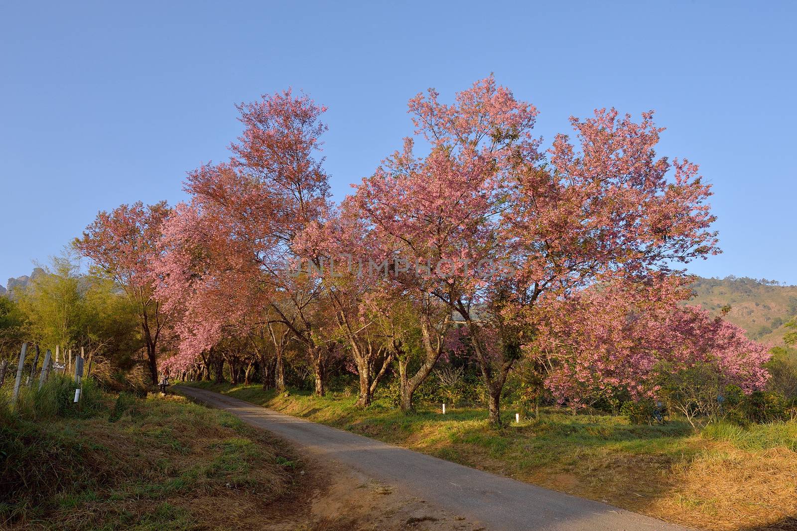 Wild Himalayan Cherry (Prunus cerasoides) in Khun Wang, Doi Inthanon, Chiangmai