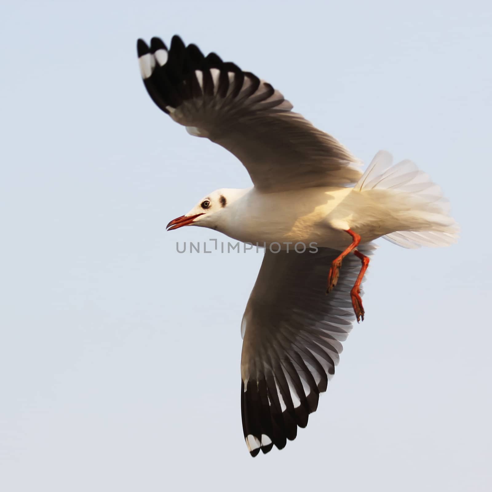 Flying seagull on beautiful sky background