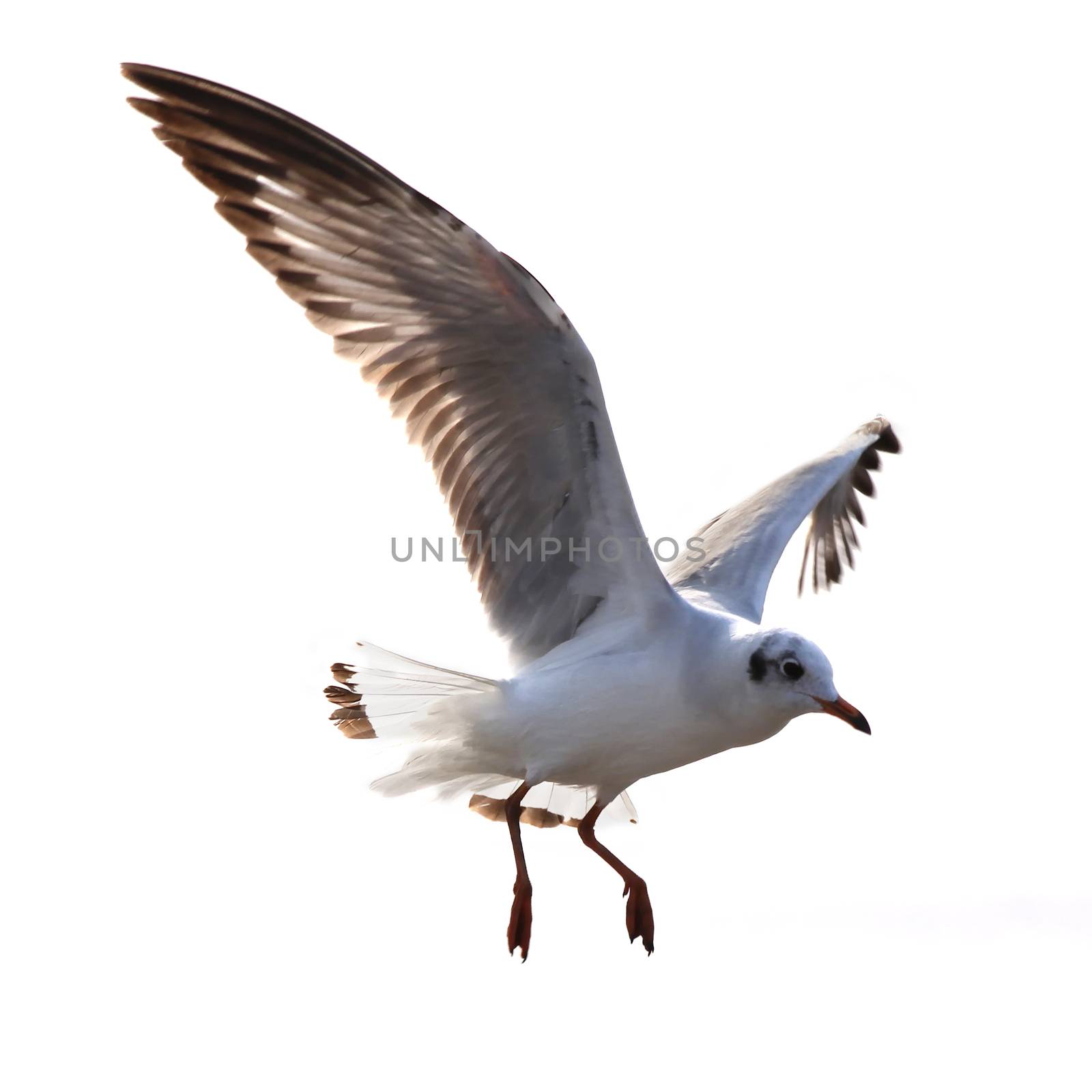 Flying seagull  isolated on white background