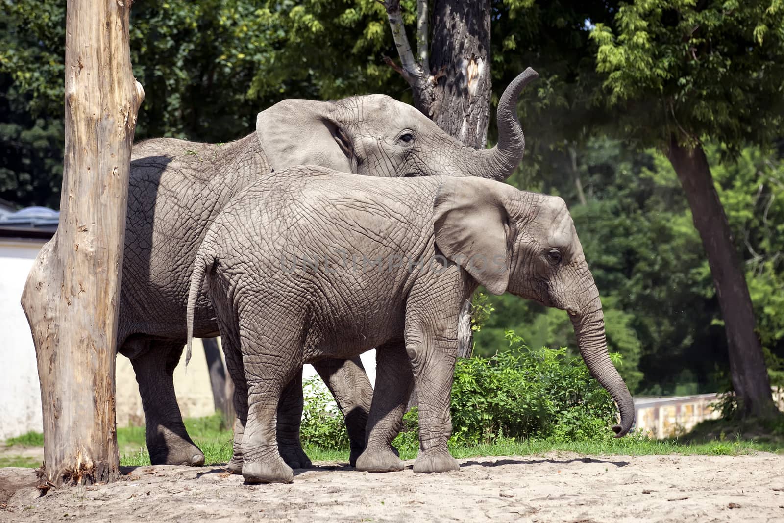 Two elephants in a clearing