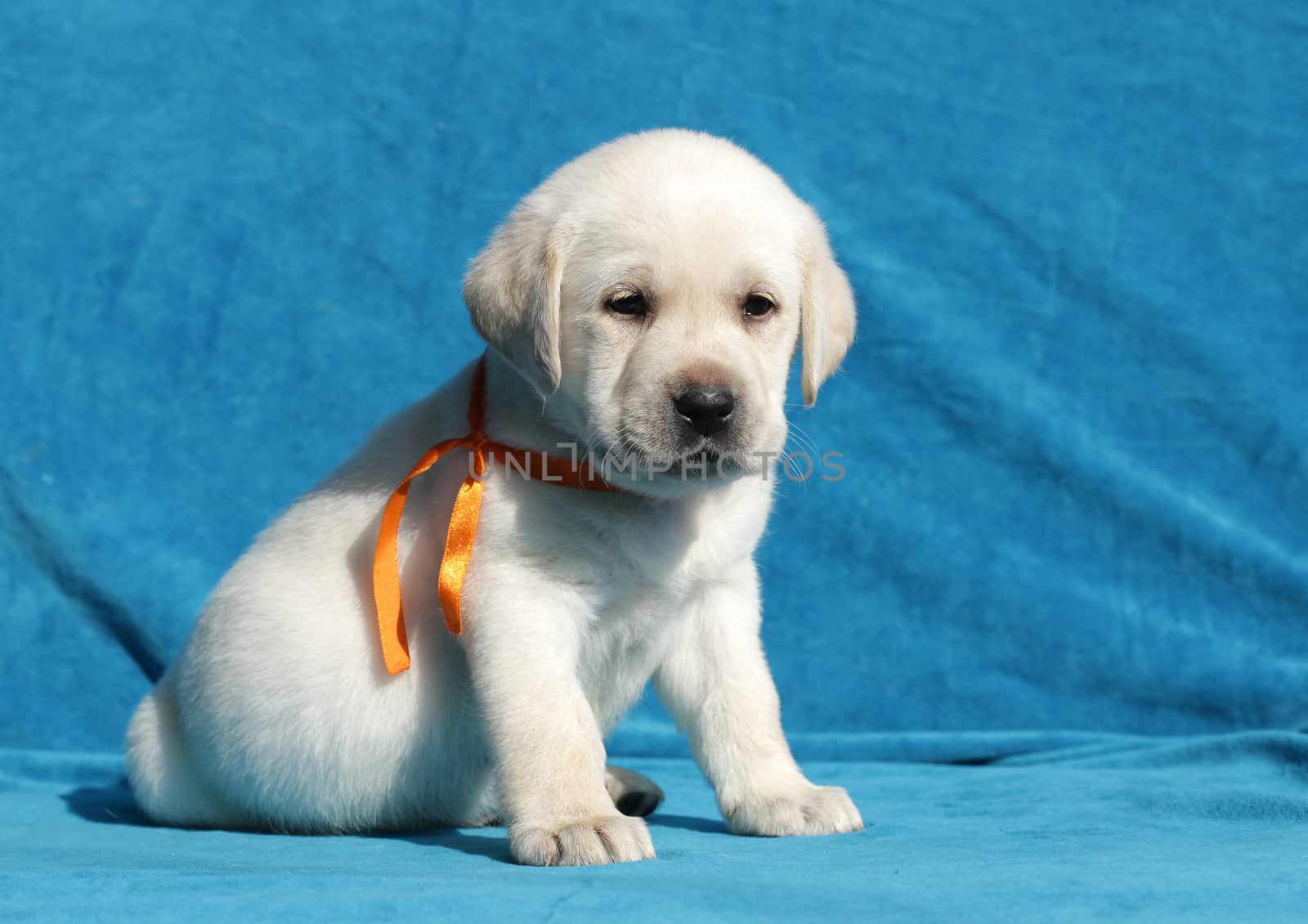 happy yellow labrador puppy sitting on blue background