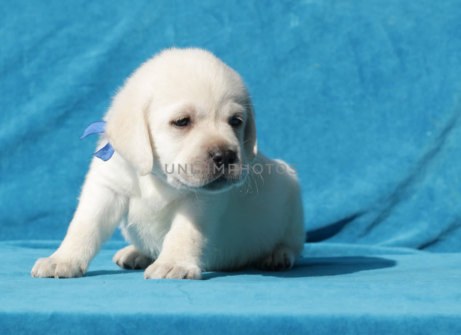 yellow labrador puppy sitting on blue background