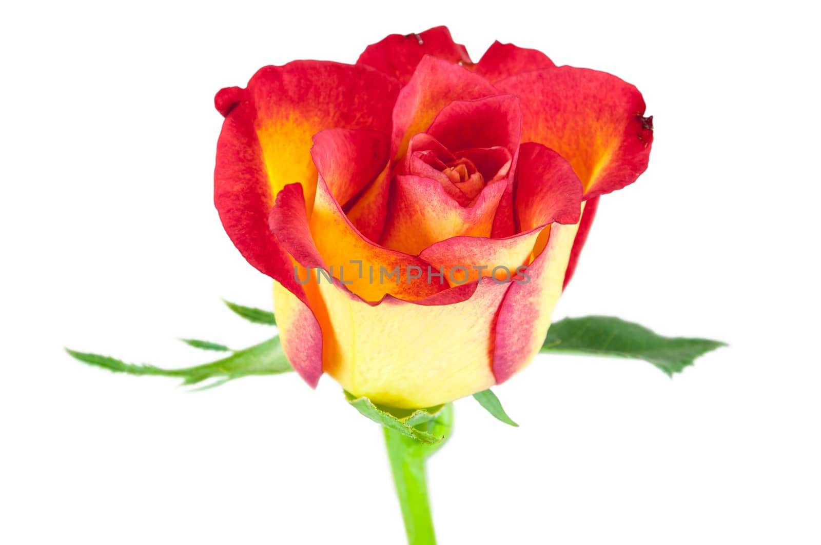 Closeup of red yellow rose flower isolated on white background with clipping path