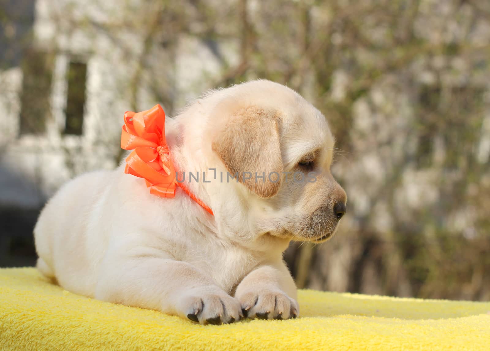 happy yellow labrador puppy on the yellow background