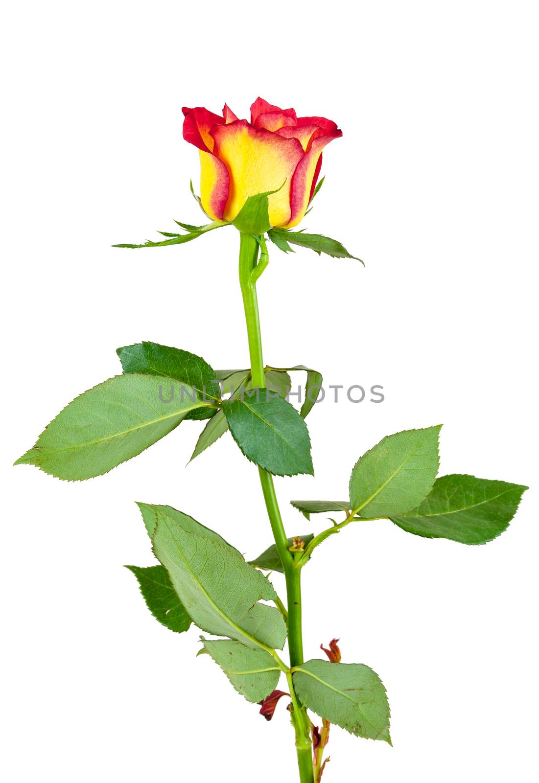 Red yellow rose flower isolated on white background