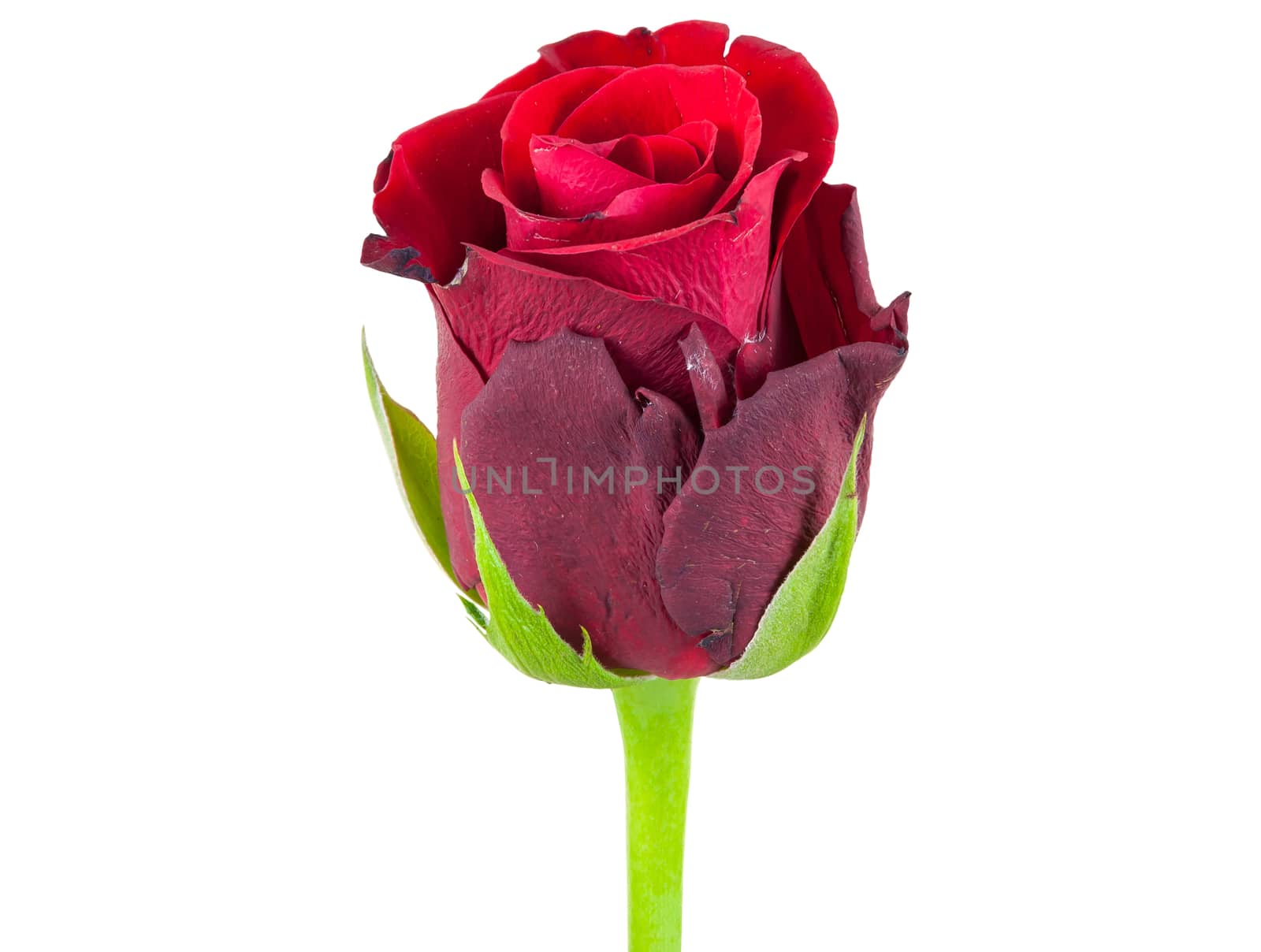 Closeup of red rose flower isolated on white background with clipping path