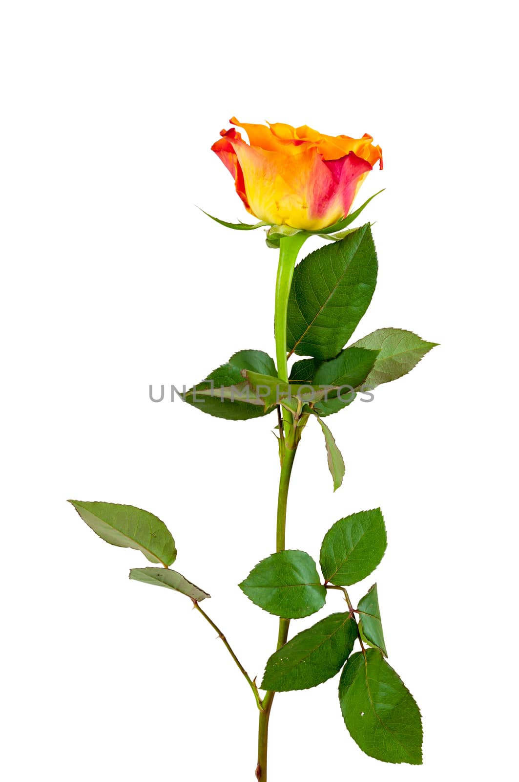 Orange rose flower on white background by mkos83