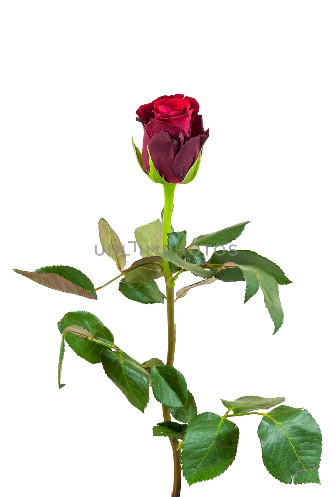 Red rose flower isolated on white background with clipping path