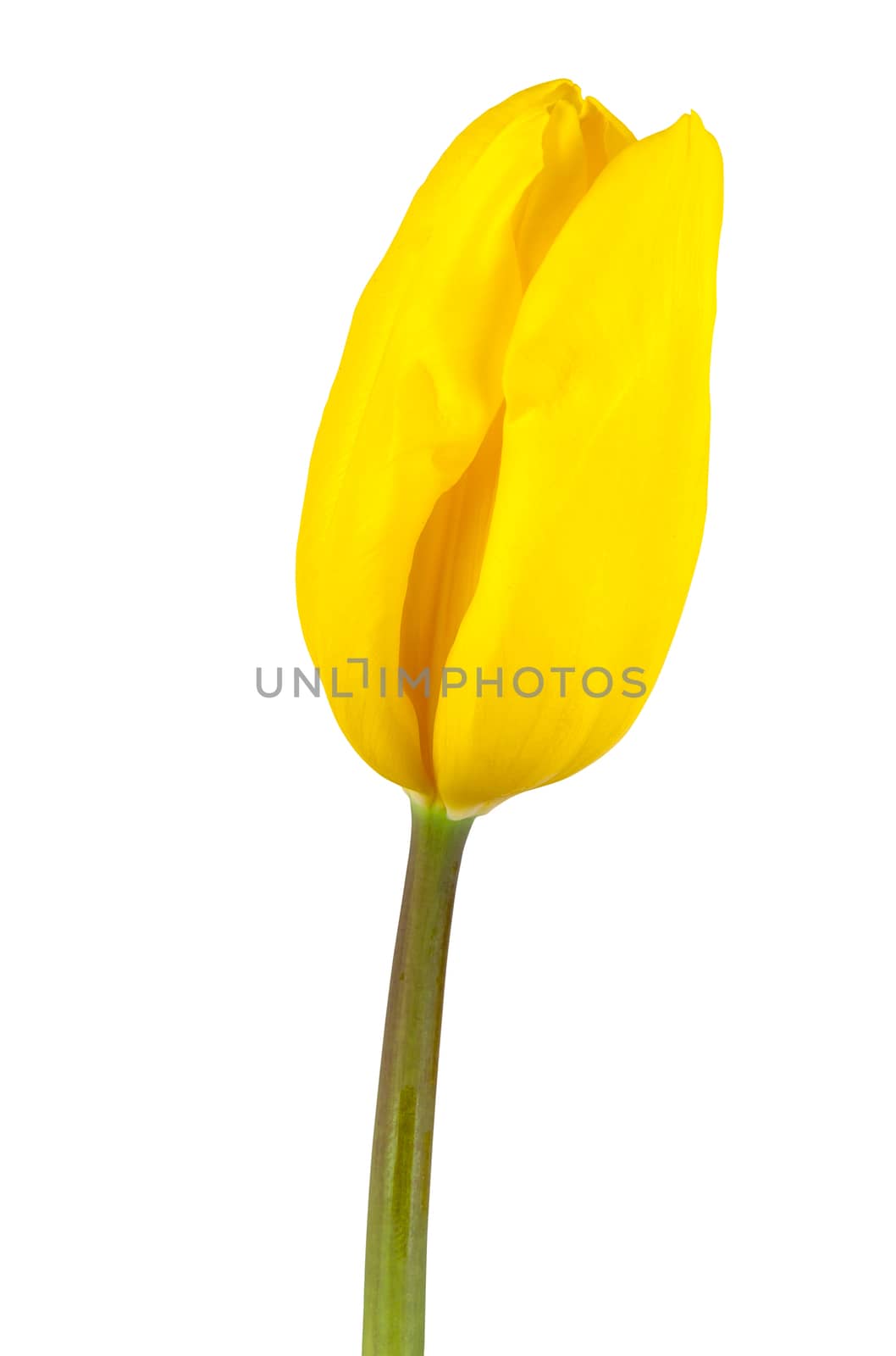 Yellow tulip on white background by mkos83