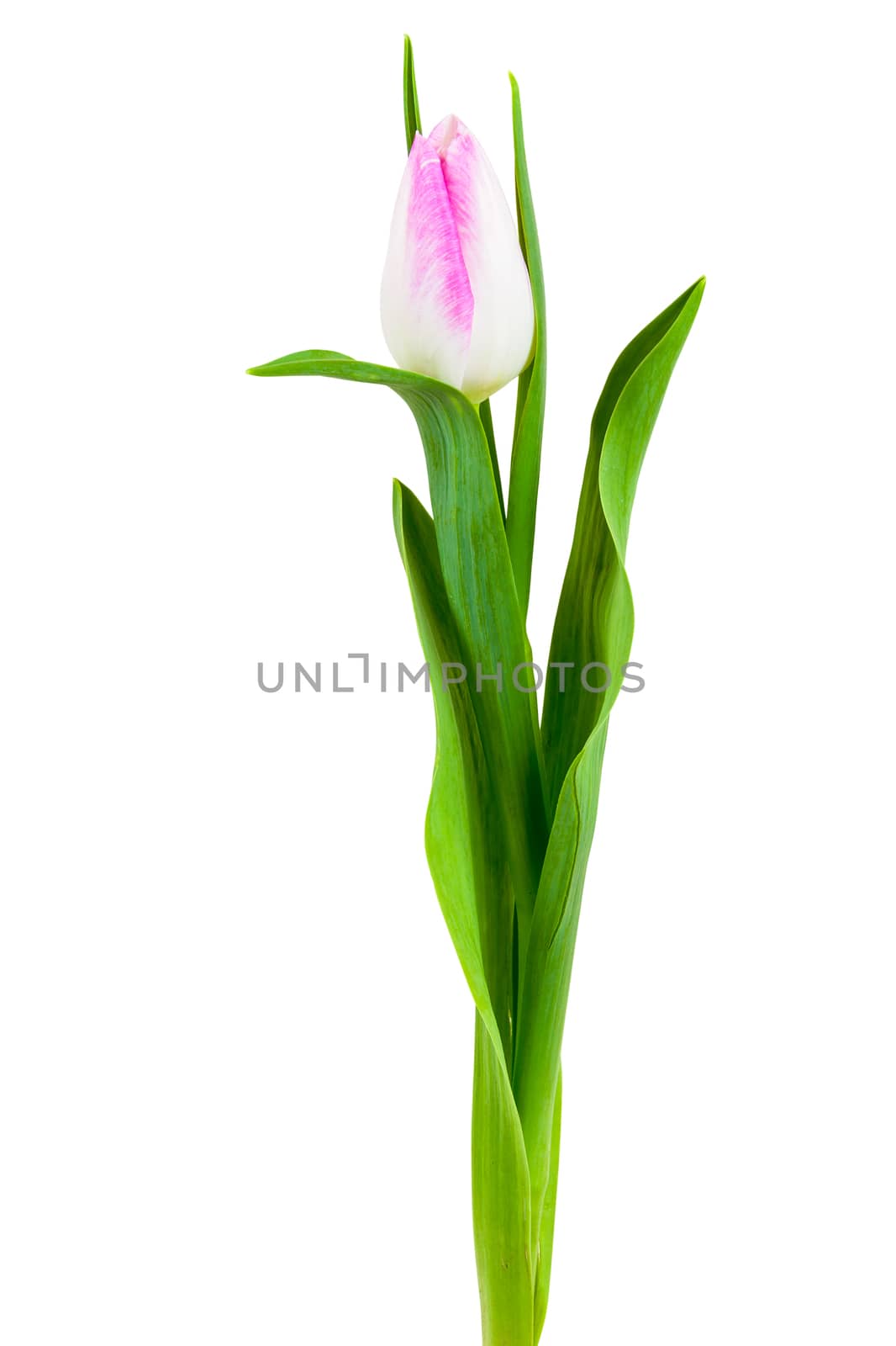 Pink white tulip by mkos83