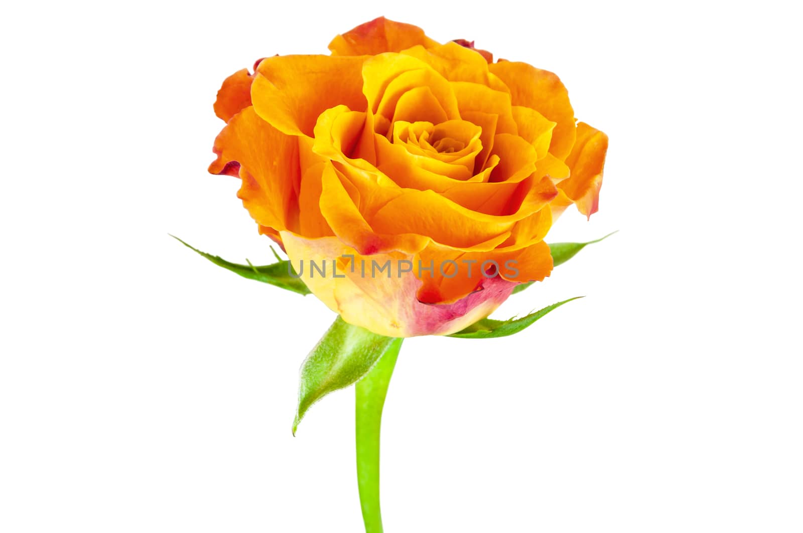 Closeup of orange rose flower isolated on white background with clipping path