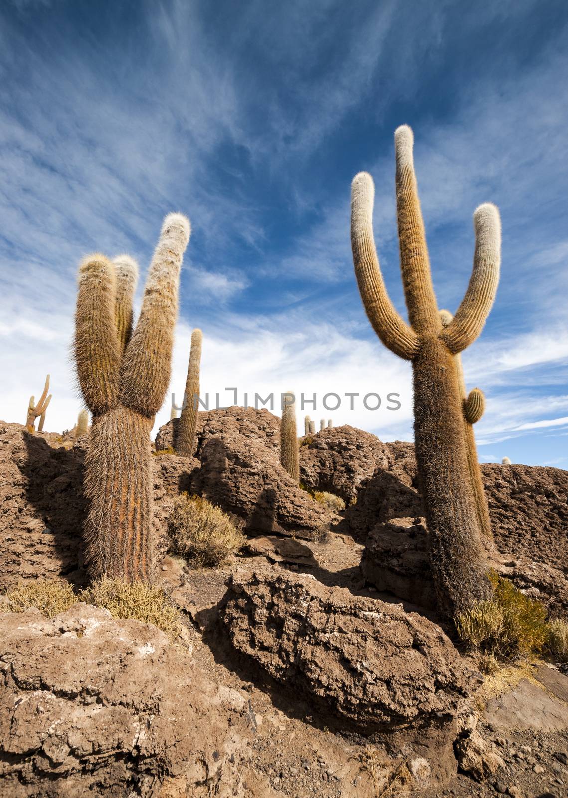 Cactus in Salar de Uyuni by rigamondis