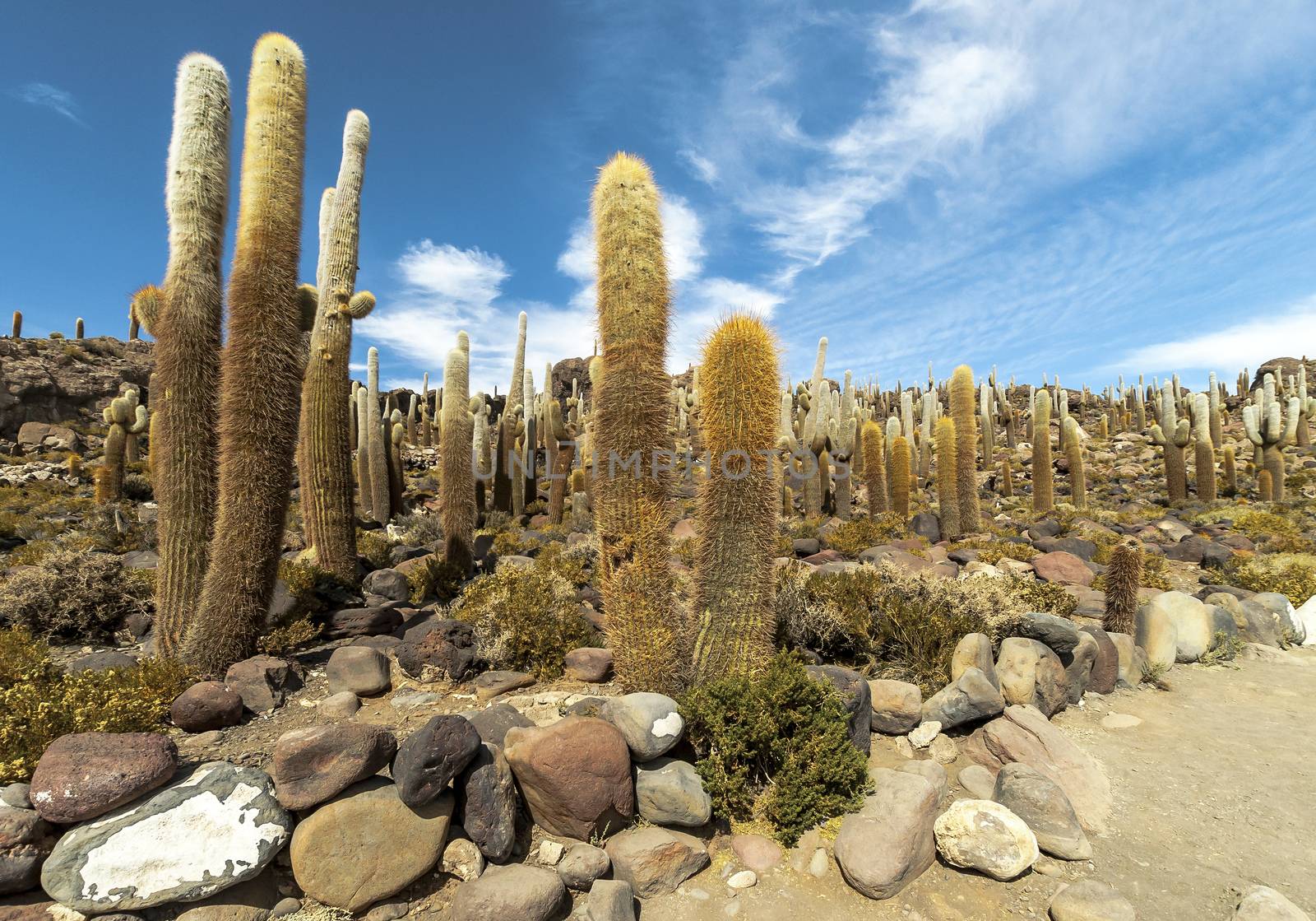 Group of Cacti on Isla Incahuasi, Salar the Uyuni salt lake, Bolivia