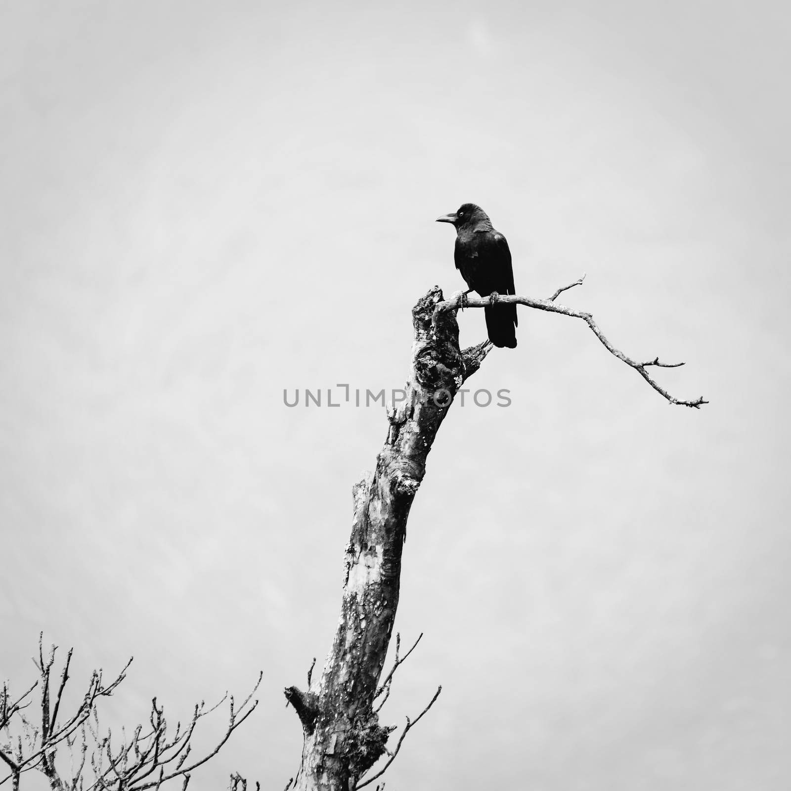 A crow bird on a dead tree