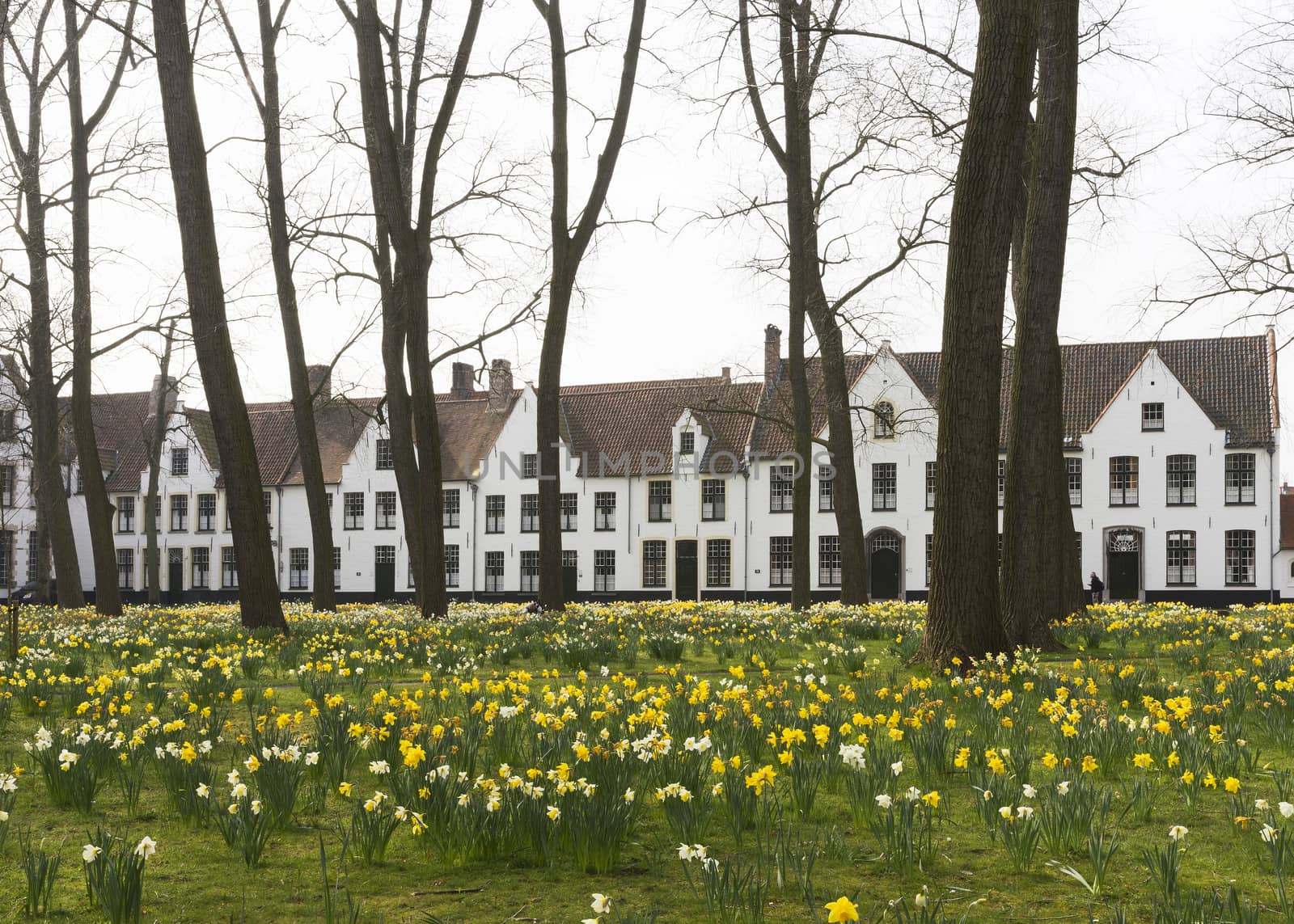 Beguinage of Bruges and daffodils in early spring 2014.
