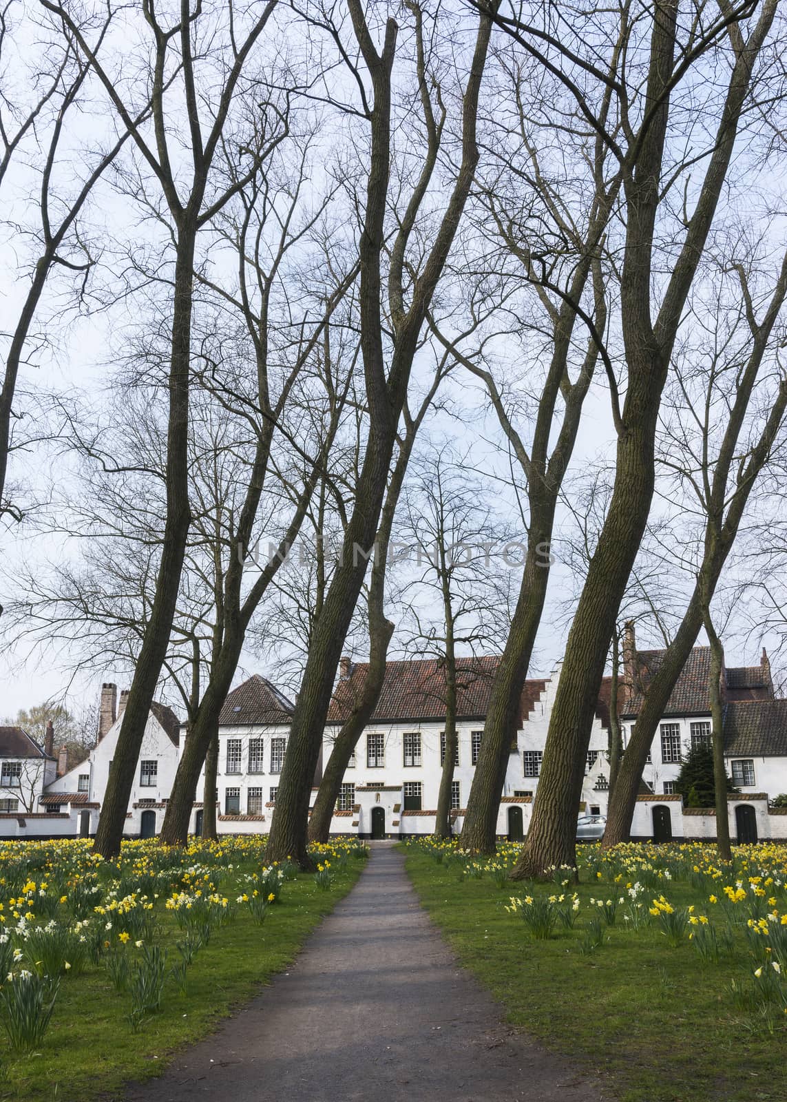 Beguinage of Bruges and daffodils in early spring 2014. by Claudine