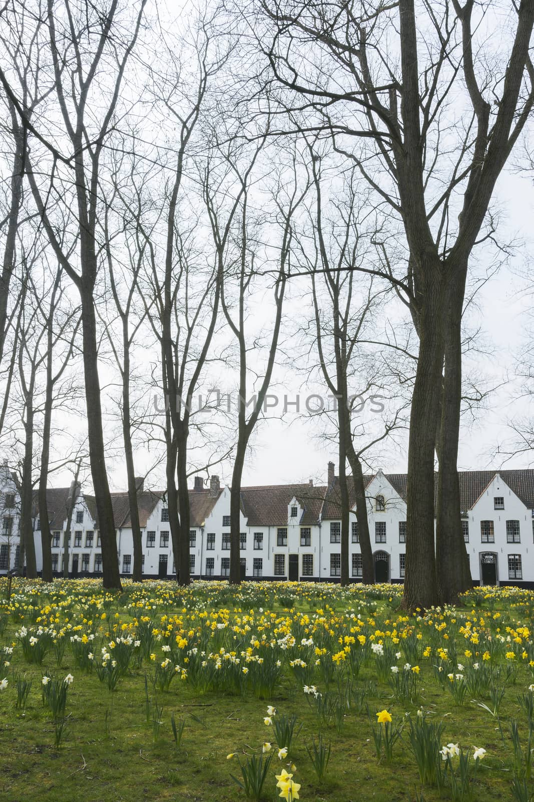 Beguinage of Bruges and daffodils in early spring 2014. by Claudine