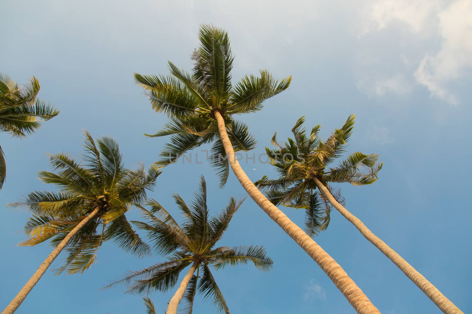 Tropical coconut palm trees on clear blue sky background, low angle view 
