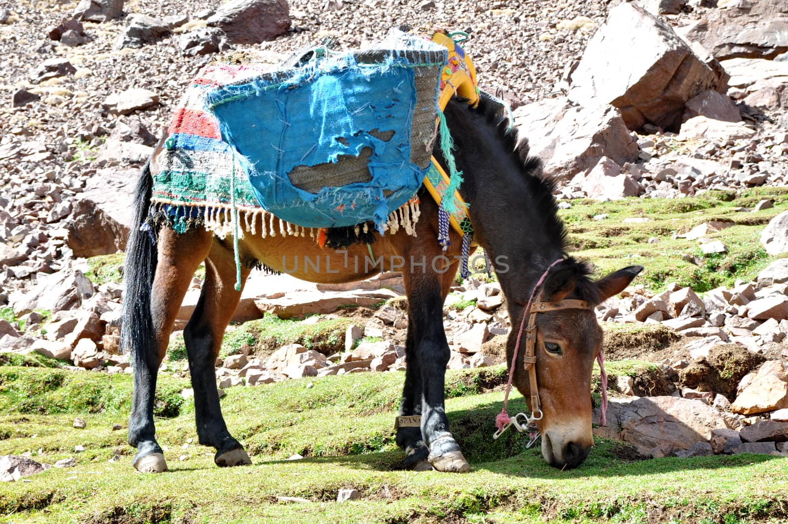 Mule grazind grass