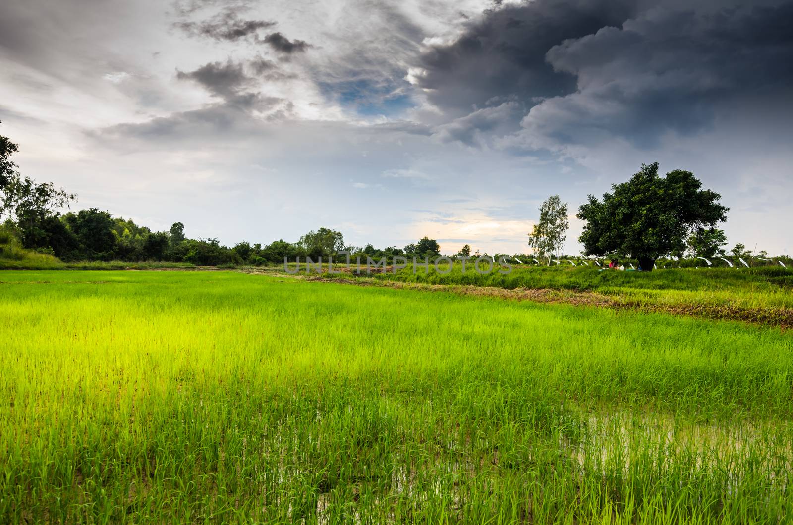 Rice field in Thailand in the agriculture industry  concept