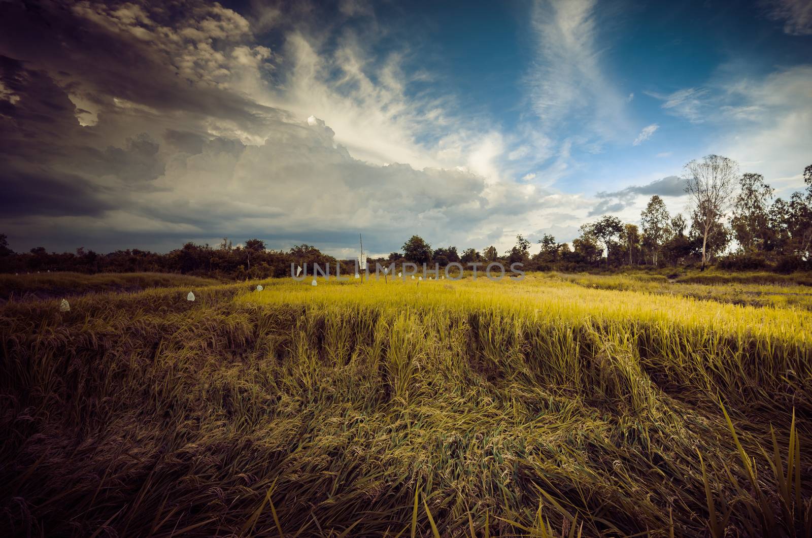 Rice field in Thailand in the agriculture industry  concept