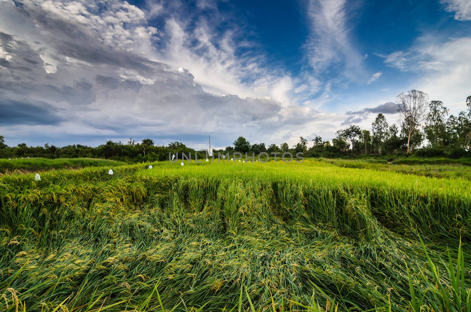 Rice field in Thailand in the agriculture industry  concept