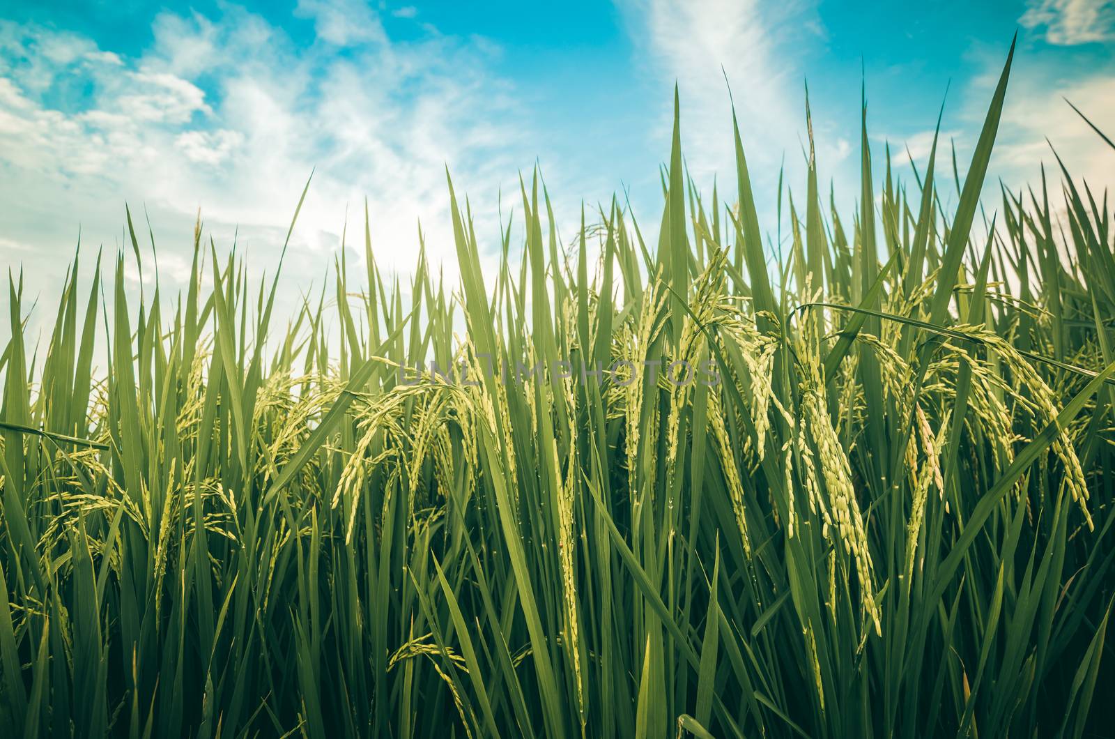 Rice field in Thailand in the agriculture industry  concept