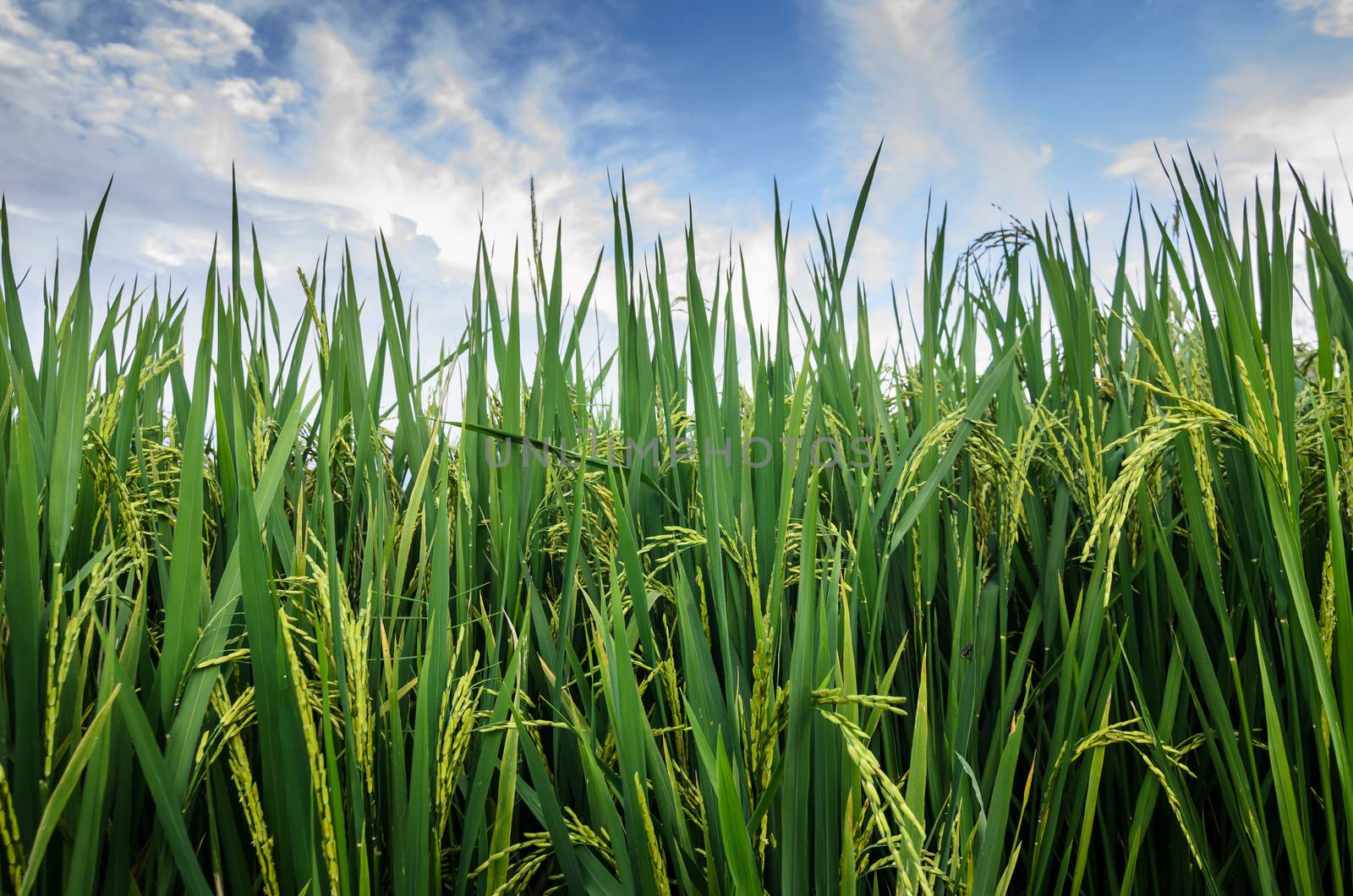 Rice field in Thailand in the agriculture industry  concept