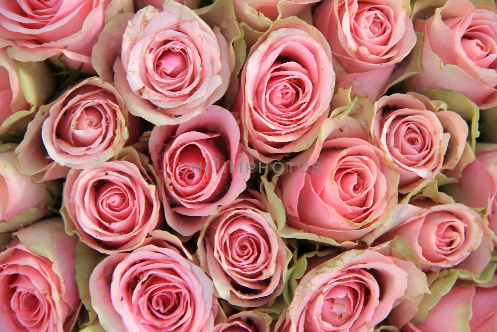 Pink roses in a wedding arrangement by studioportosabbia