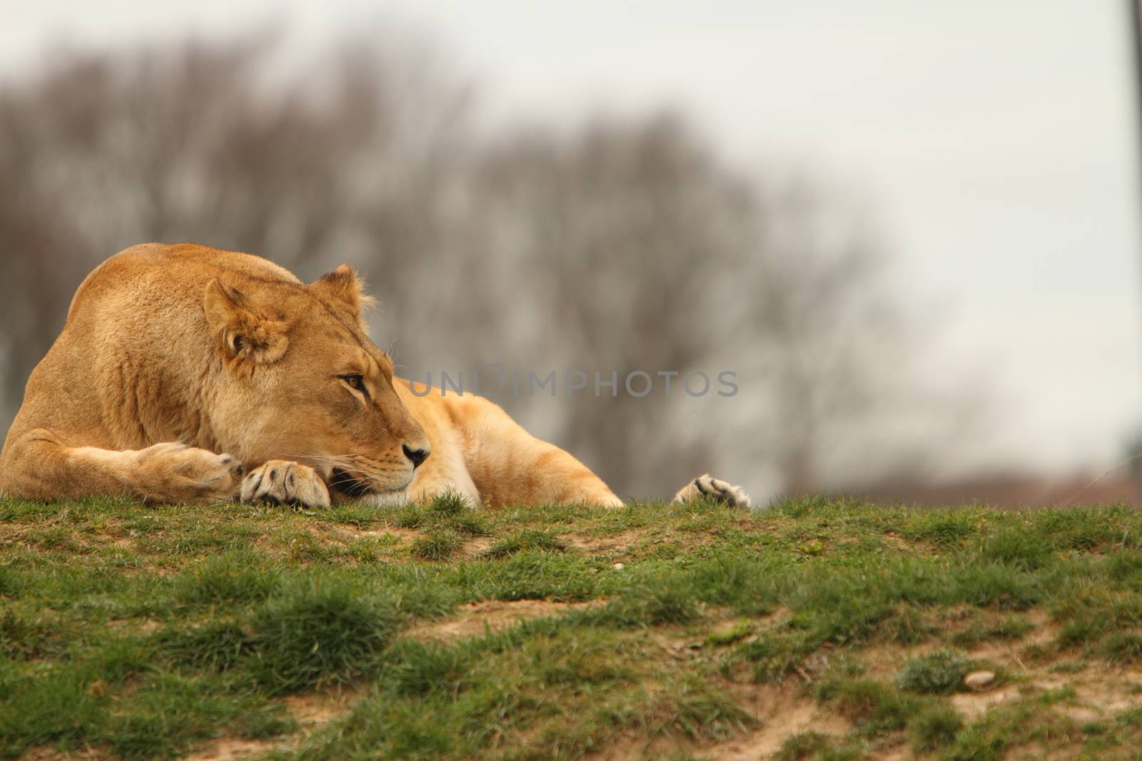 African Lion (Panthera Leo) by mitzy
