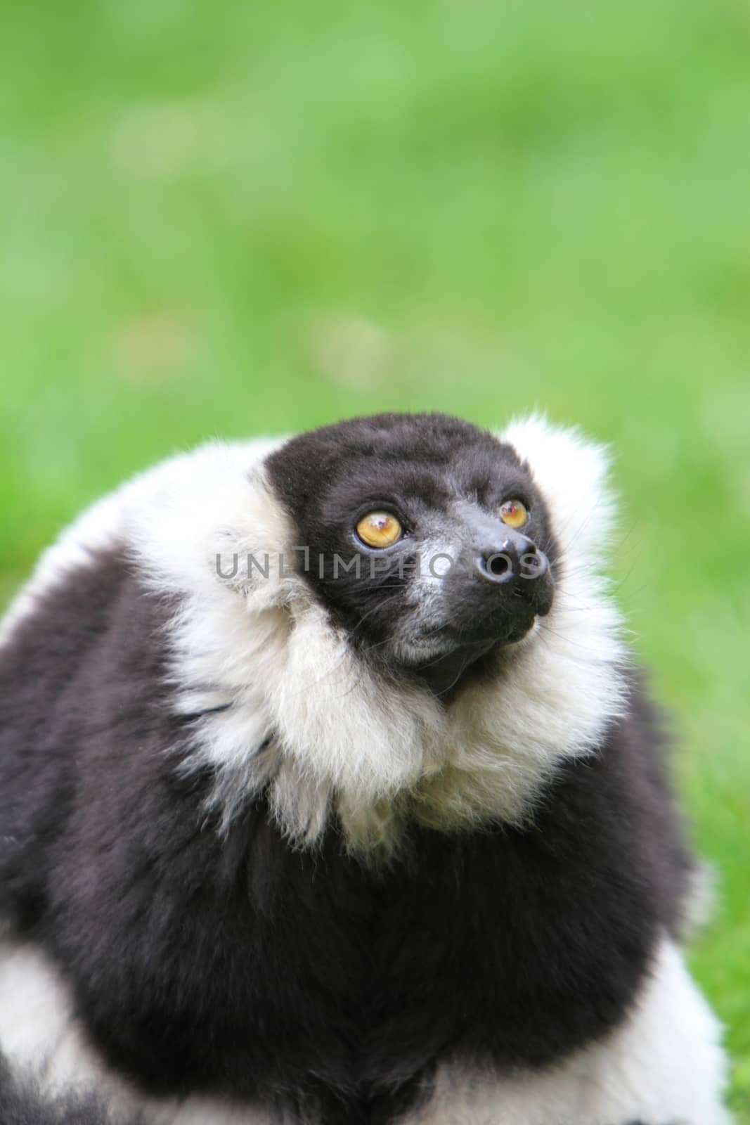 Black and white ruffed lemur(Varecia veriegata)