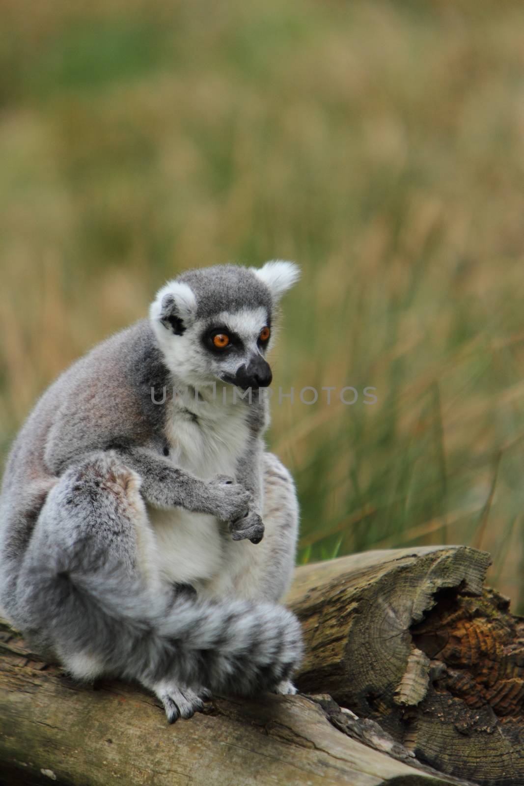 Ring tailed lemur (Lemur catta) by mitzy