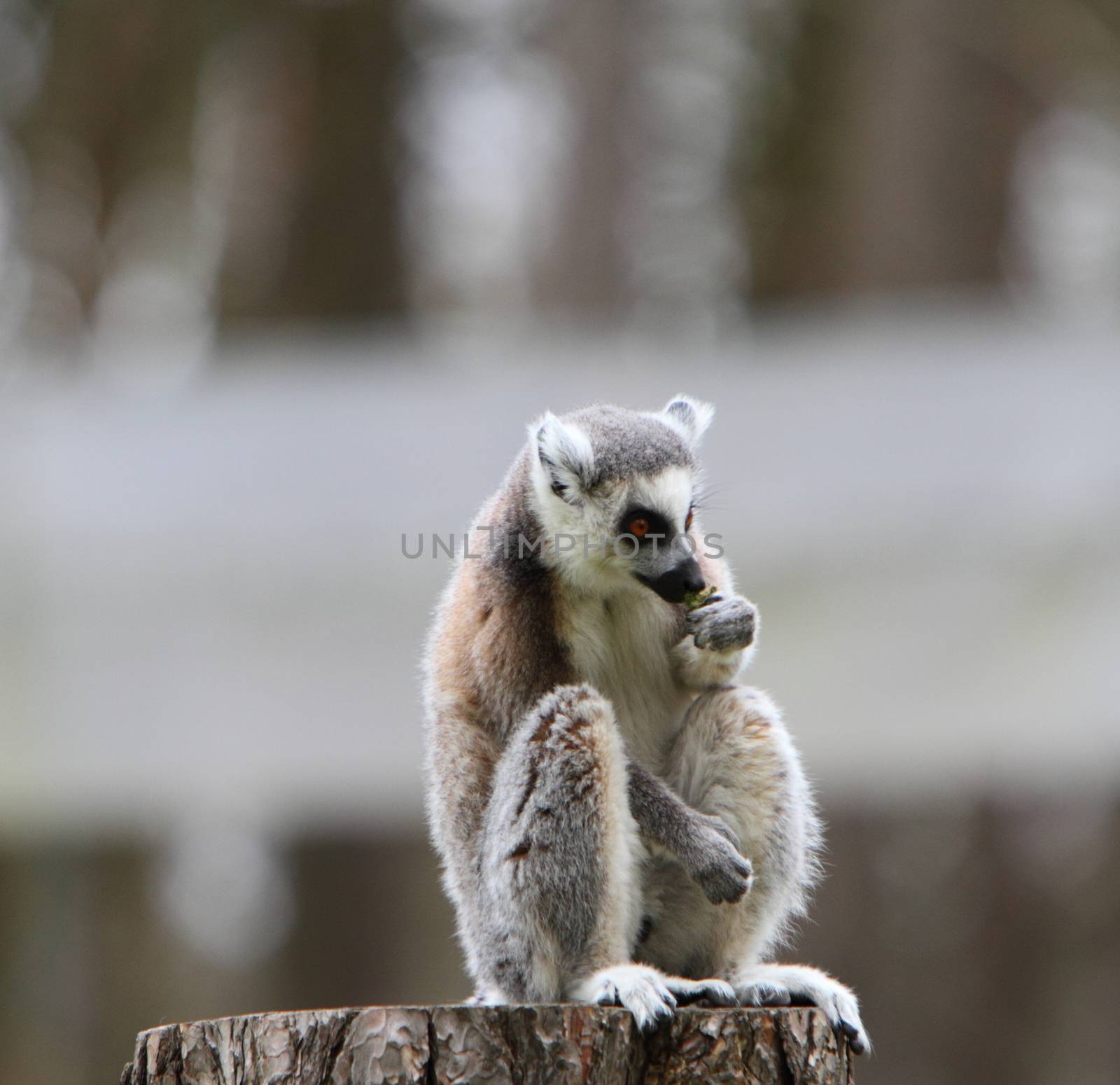 Ring tailed lemur (Lemur catta) by mitzy