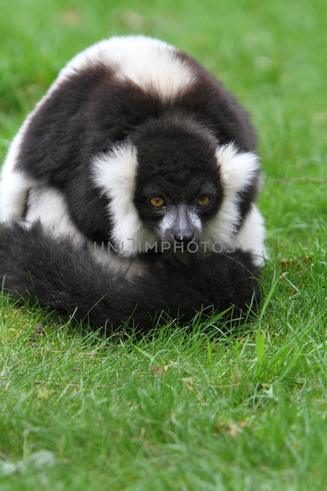 Black and white ruffed lemur(Varecia veriegata) by mitzy