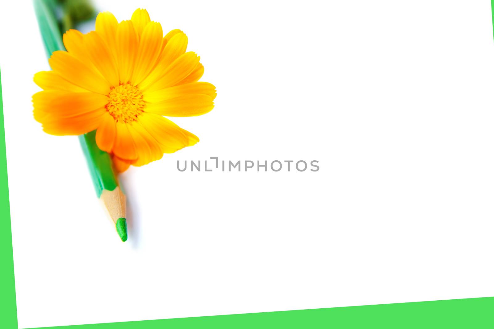 flower with green pencil