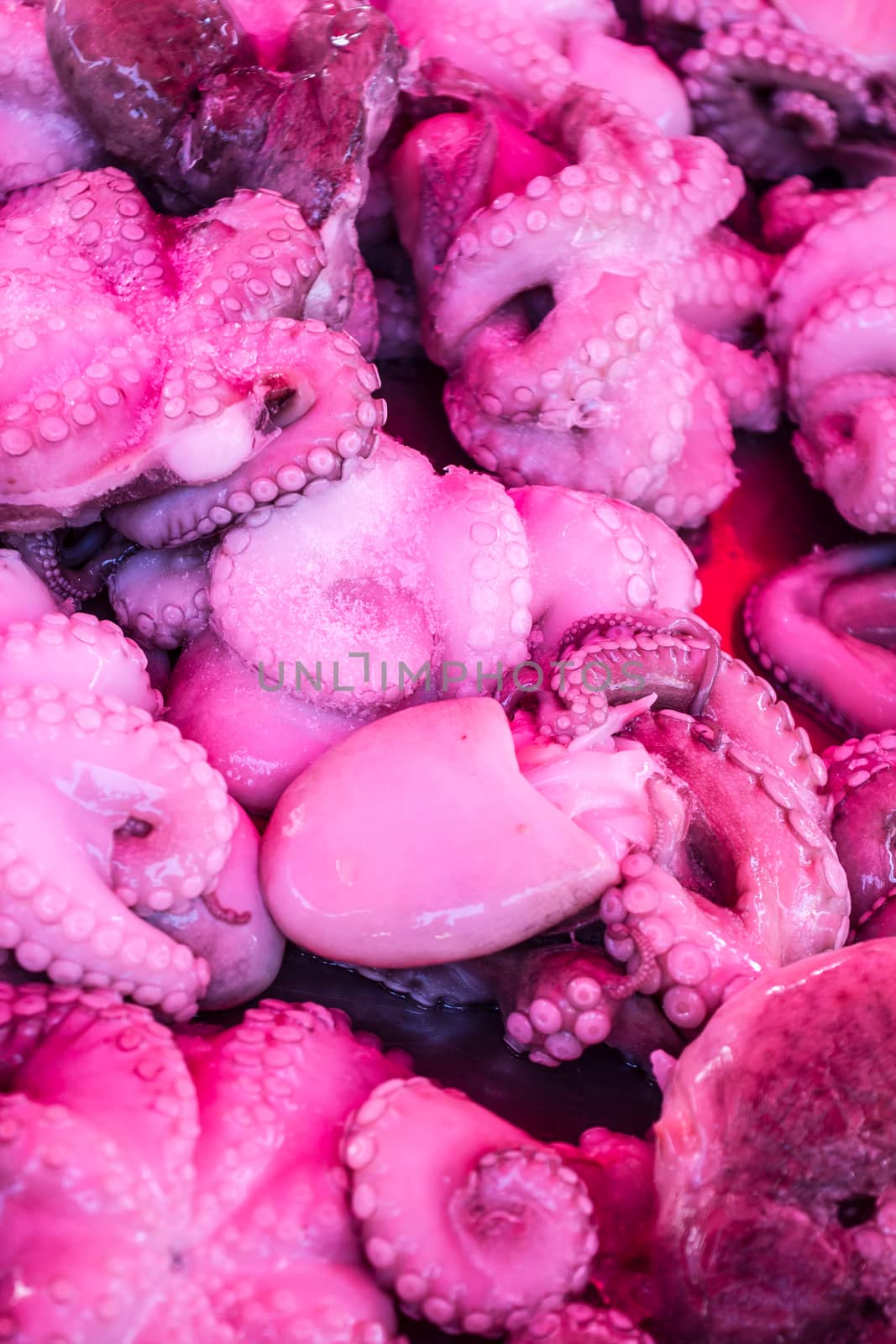 Fresh octopus with suction cups
