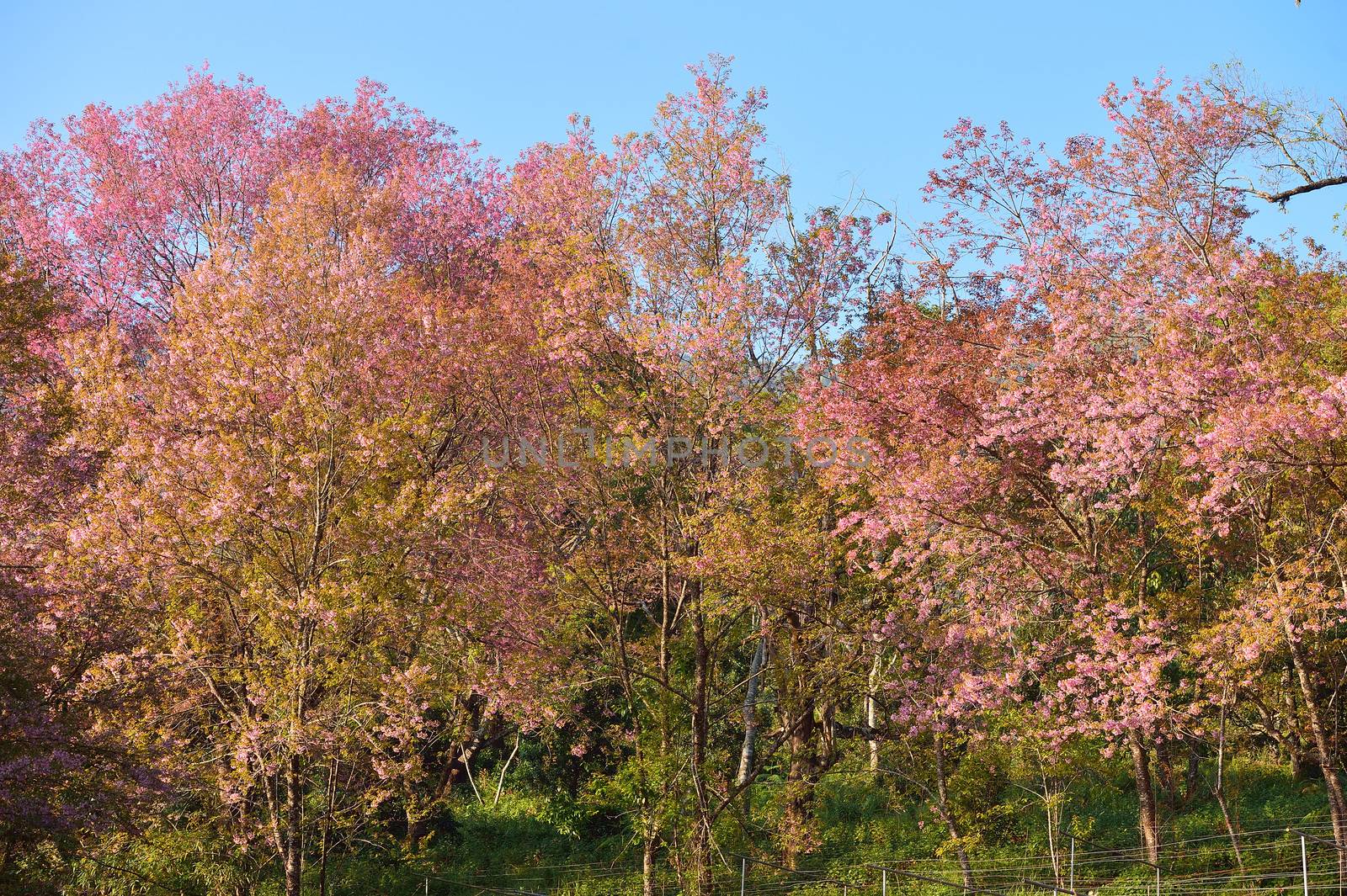 Wild Himalayan Cherry (Prunus cerasoides) in Khun Wang, Doi Inthanon, Chiangmai