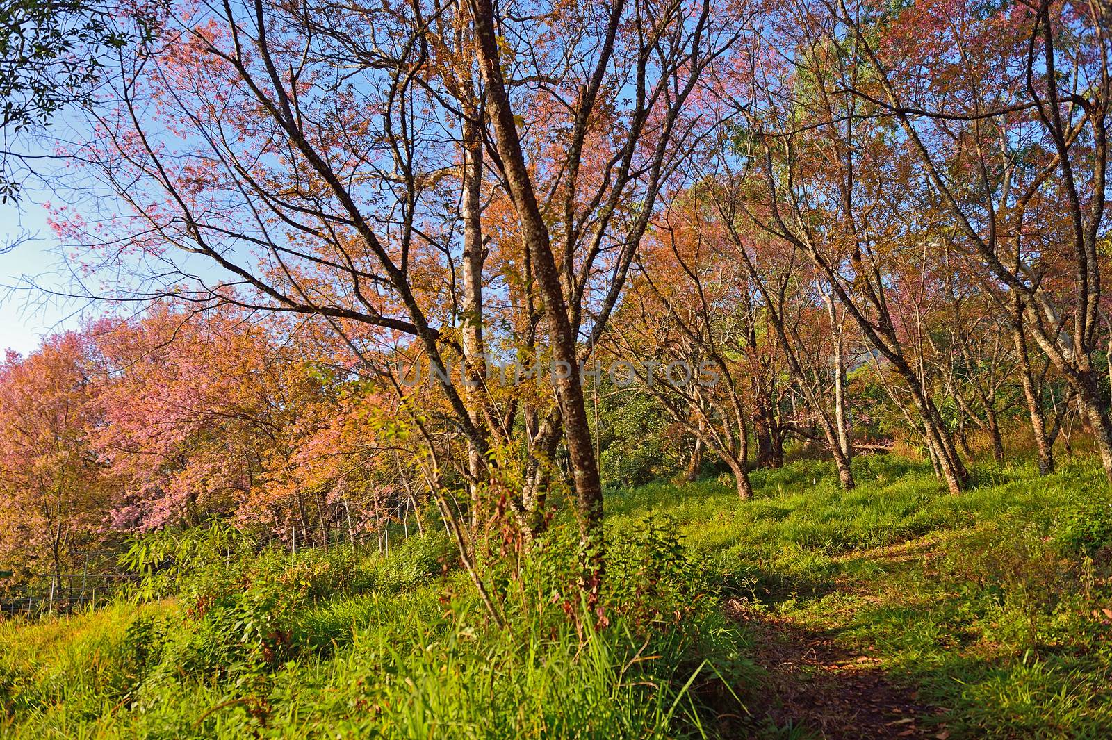 Wild Himalayan Cherry (Prunus cerasoides) in Khun Wang, Doi Inth by think4photop