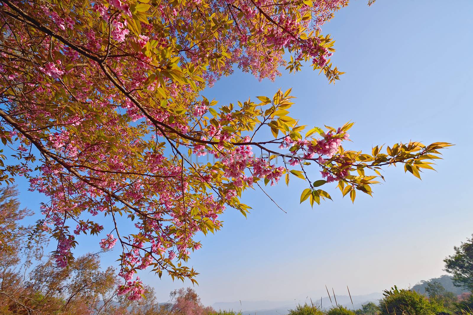 Wild Himalayan Cherry (Prunus cerasoides) in Khun Wang, Doi Inth by think4photop