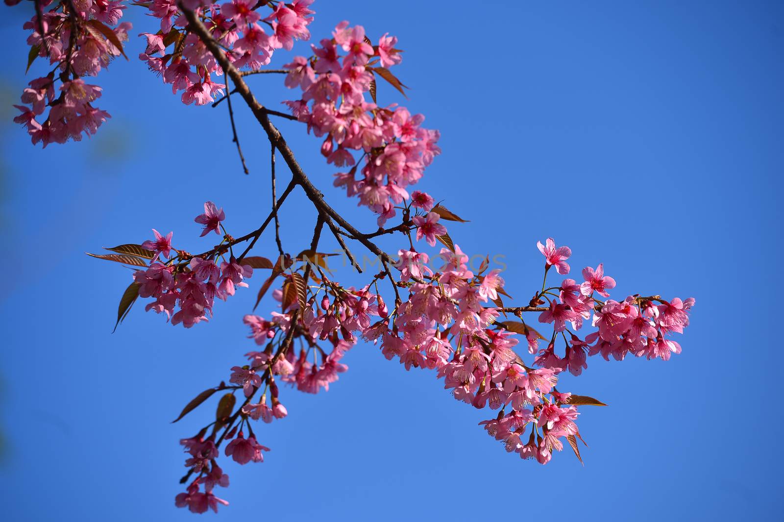 Wild Himalayan Cherry (Prunus cerasoides) in Khun Wang, Doi Inthanon, Chiangmai