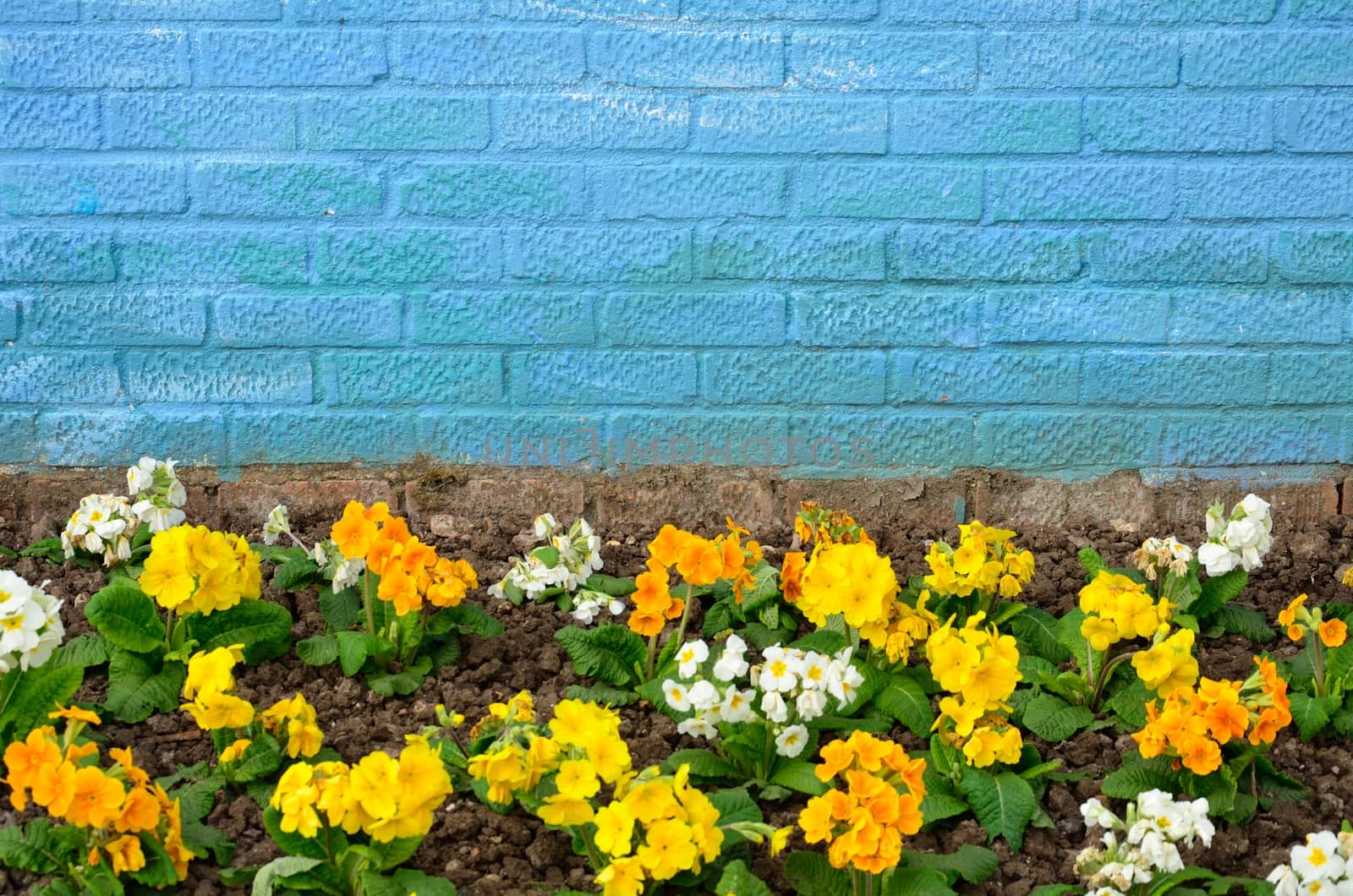 Flowers and Blue Brick Wall by pauws99