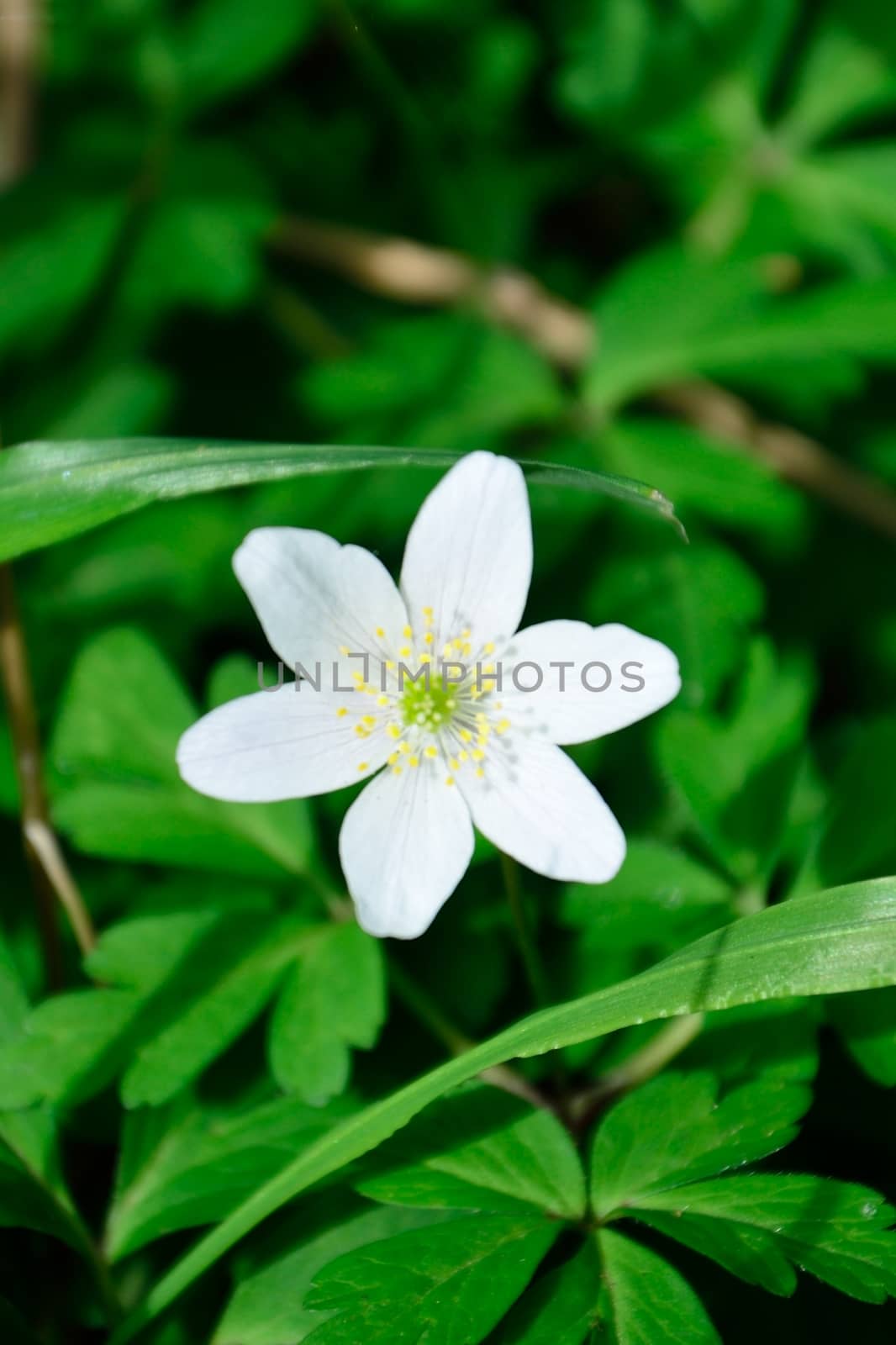 White anemone flower