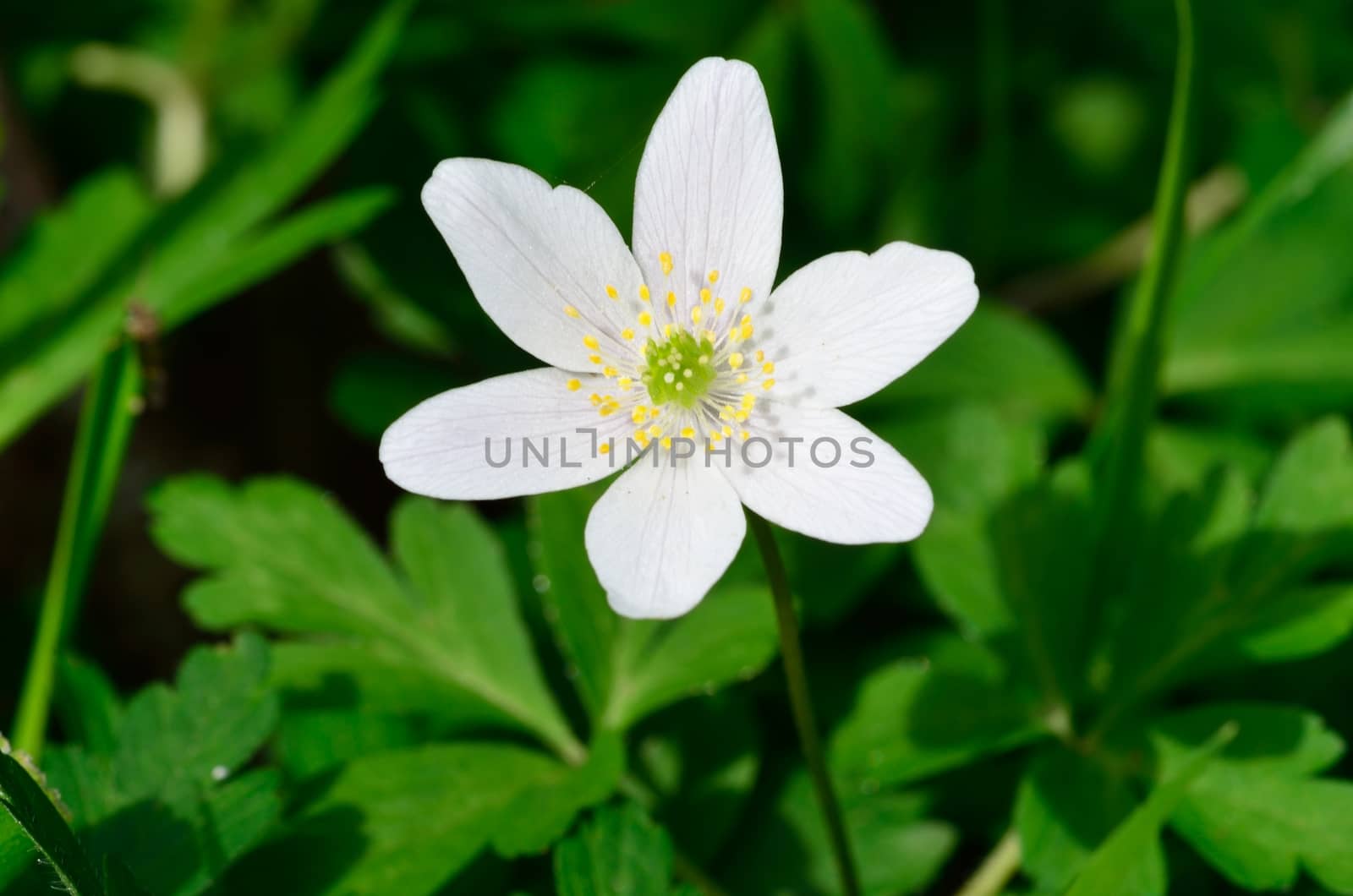 Single anemone with leaf background by pauws99
